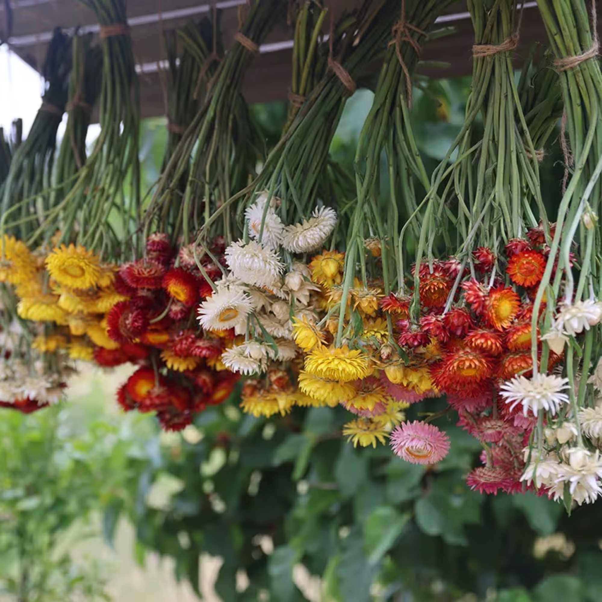 Bundles of small dried daisy-like flowers in yellow, red, white, and pink
