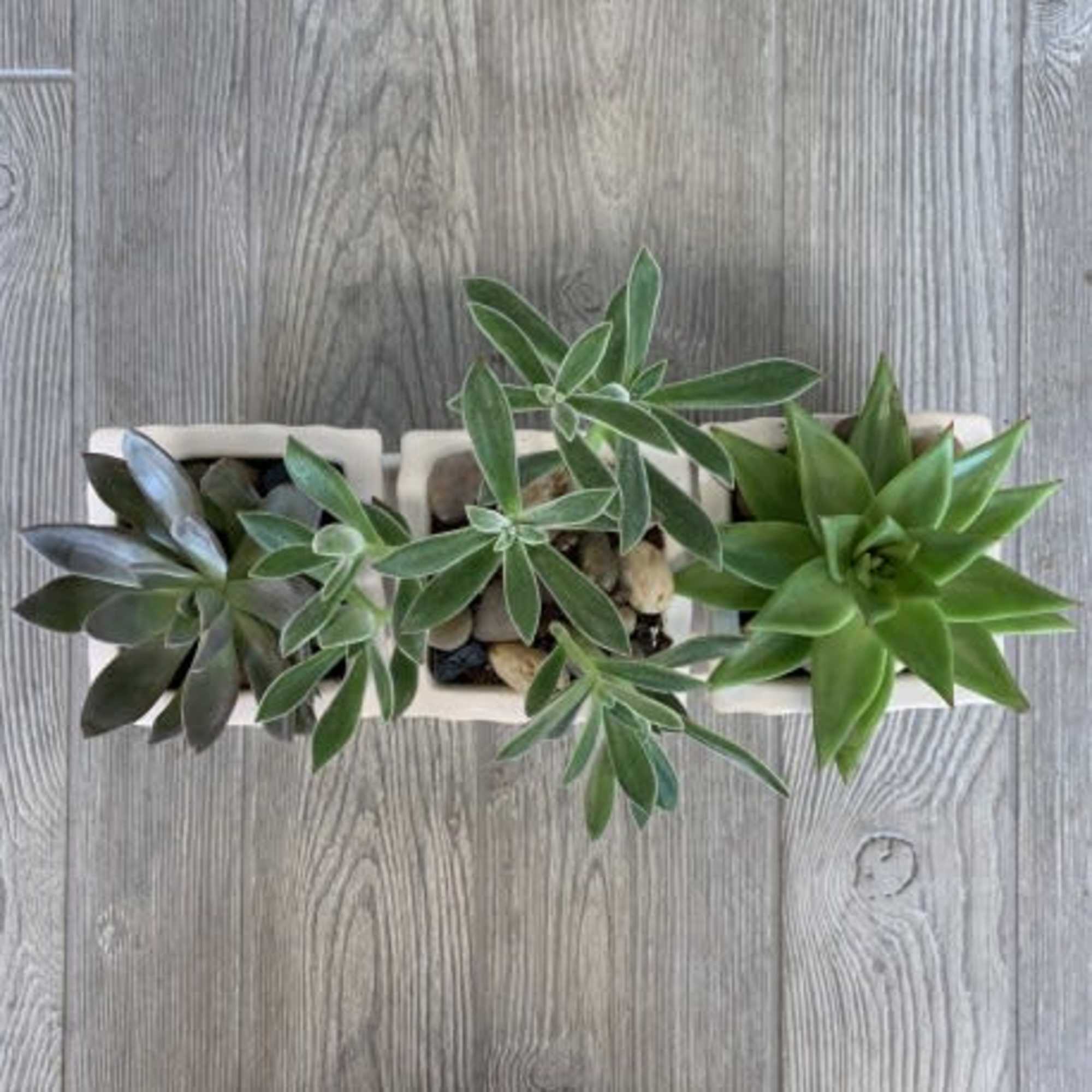 Rectangular planter with assorted succulents on a wood surface