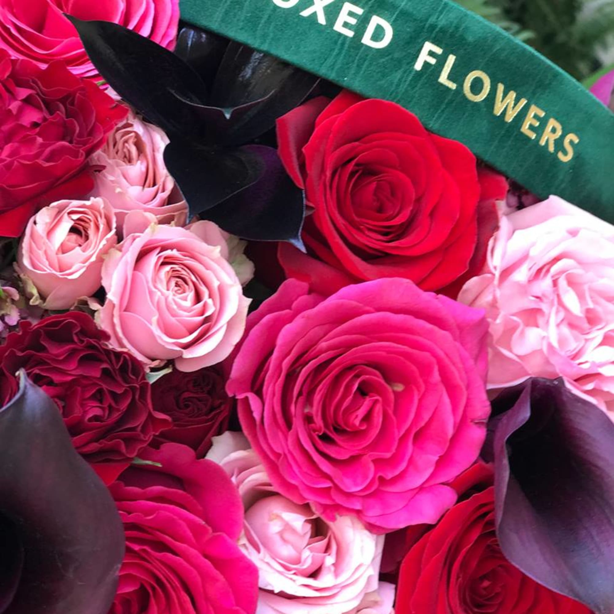 Bouquet of pink and red roses with dark calla lilies