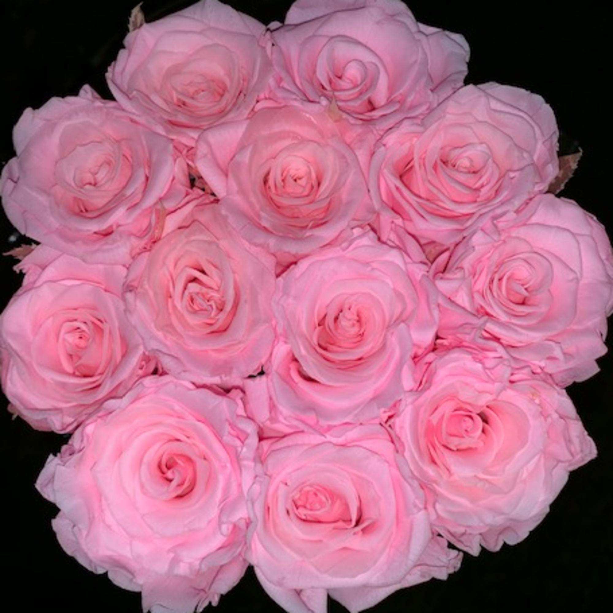 Cluster of pale pink roses on a black background