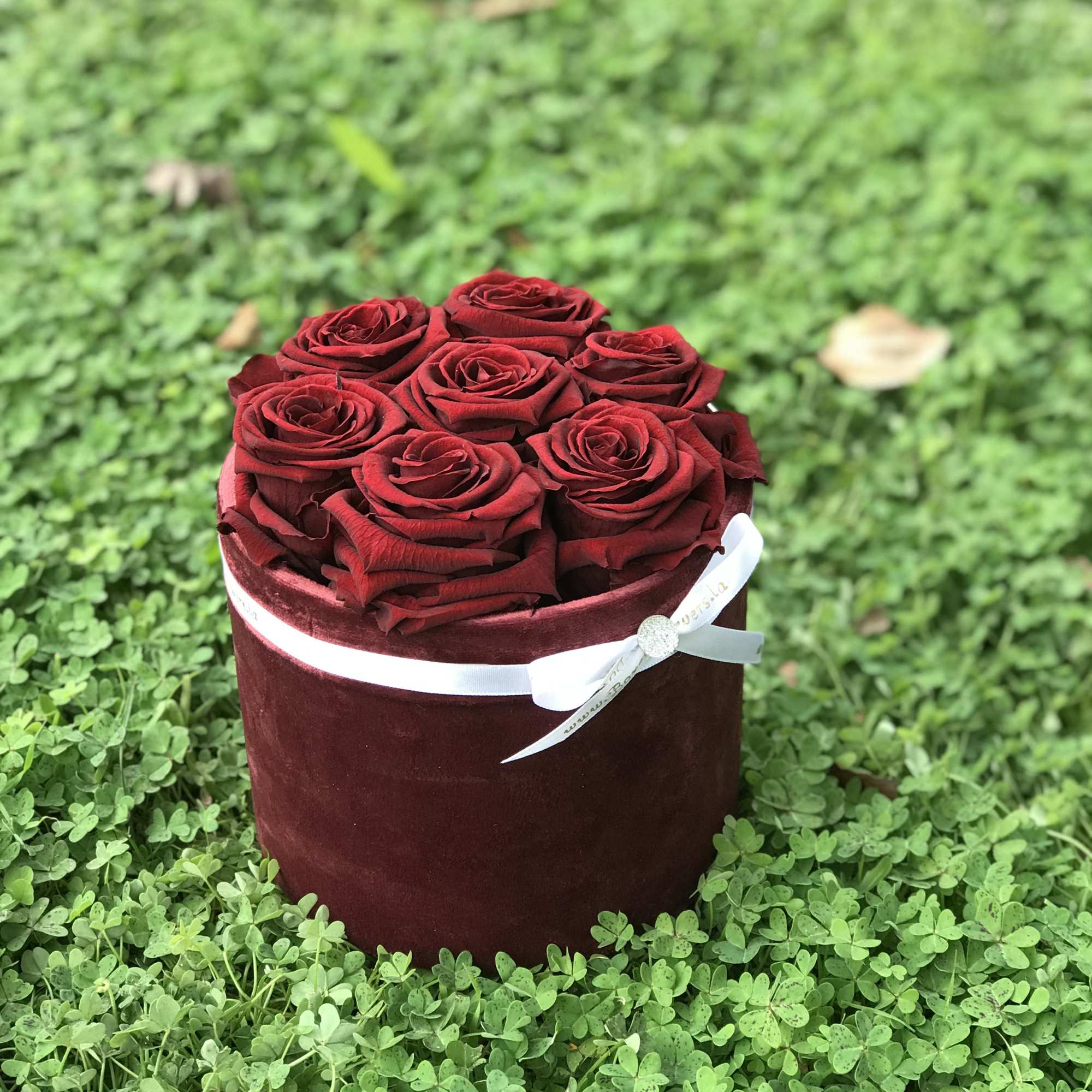 Red roses arranged in a burgundy round box with a white ribbon
