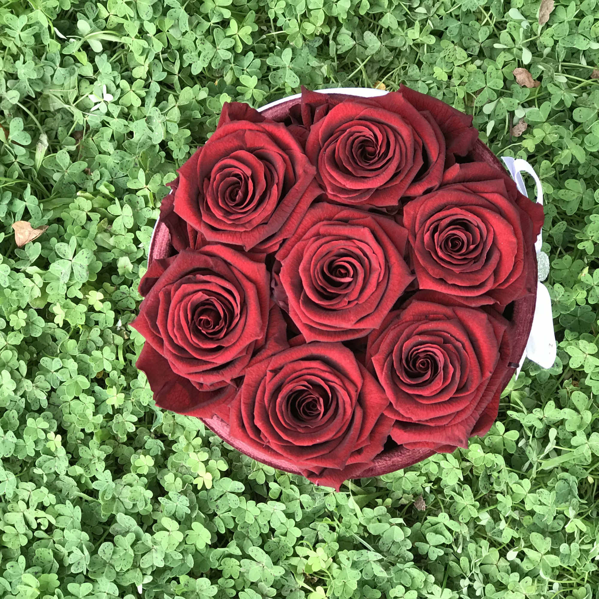 Round bouquet of red roses on a green ground cover