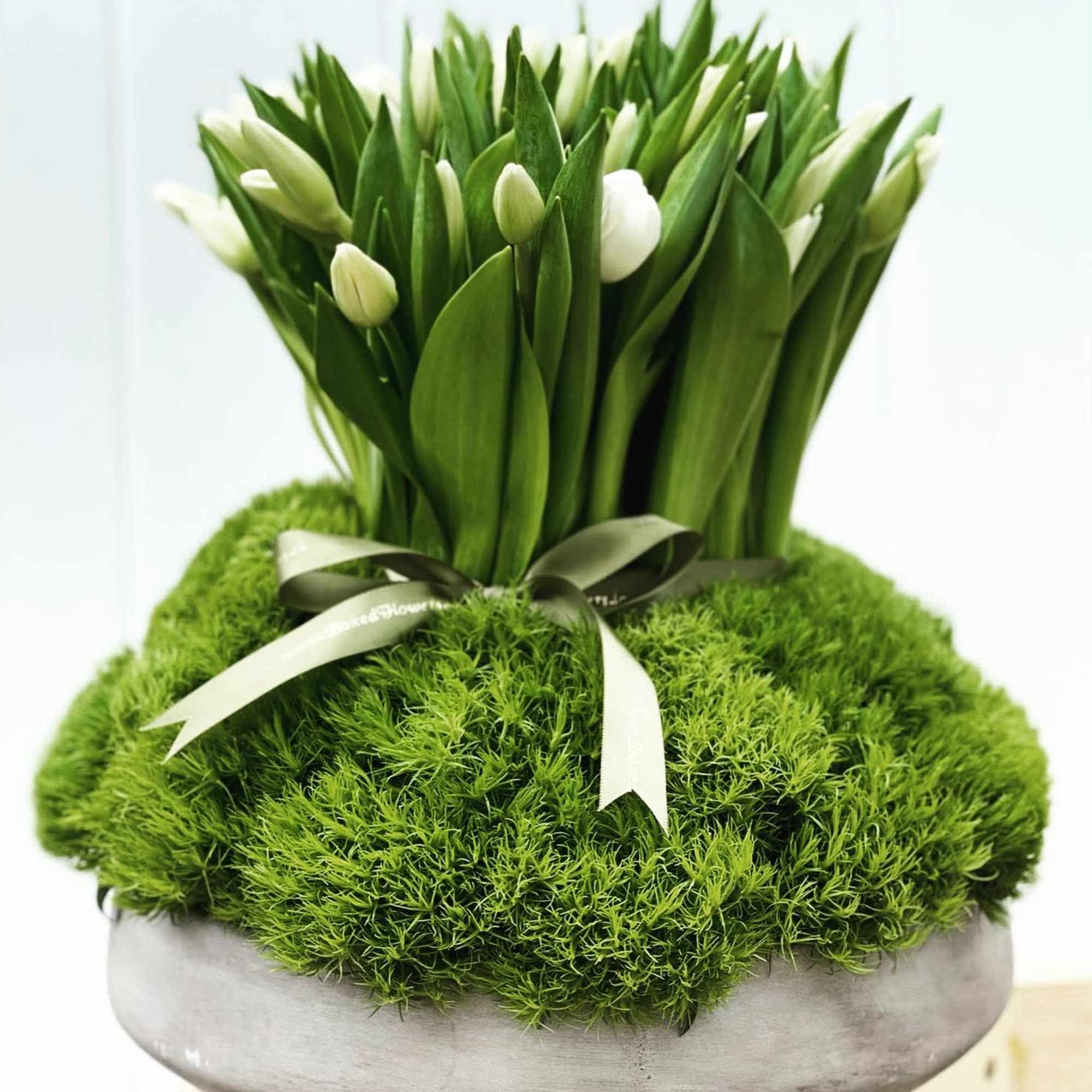 White tulips arranged in a round green moss base with a ribbon