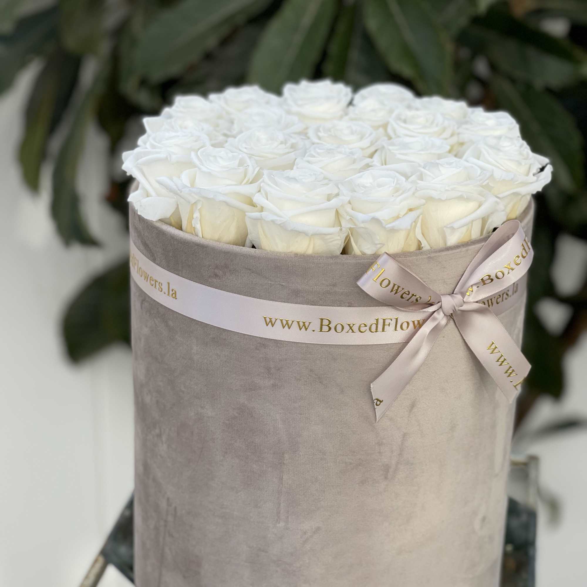 White roses arranged in a round velvet box with a ribbon bow