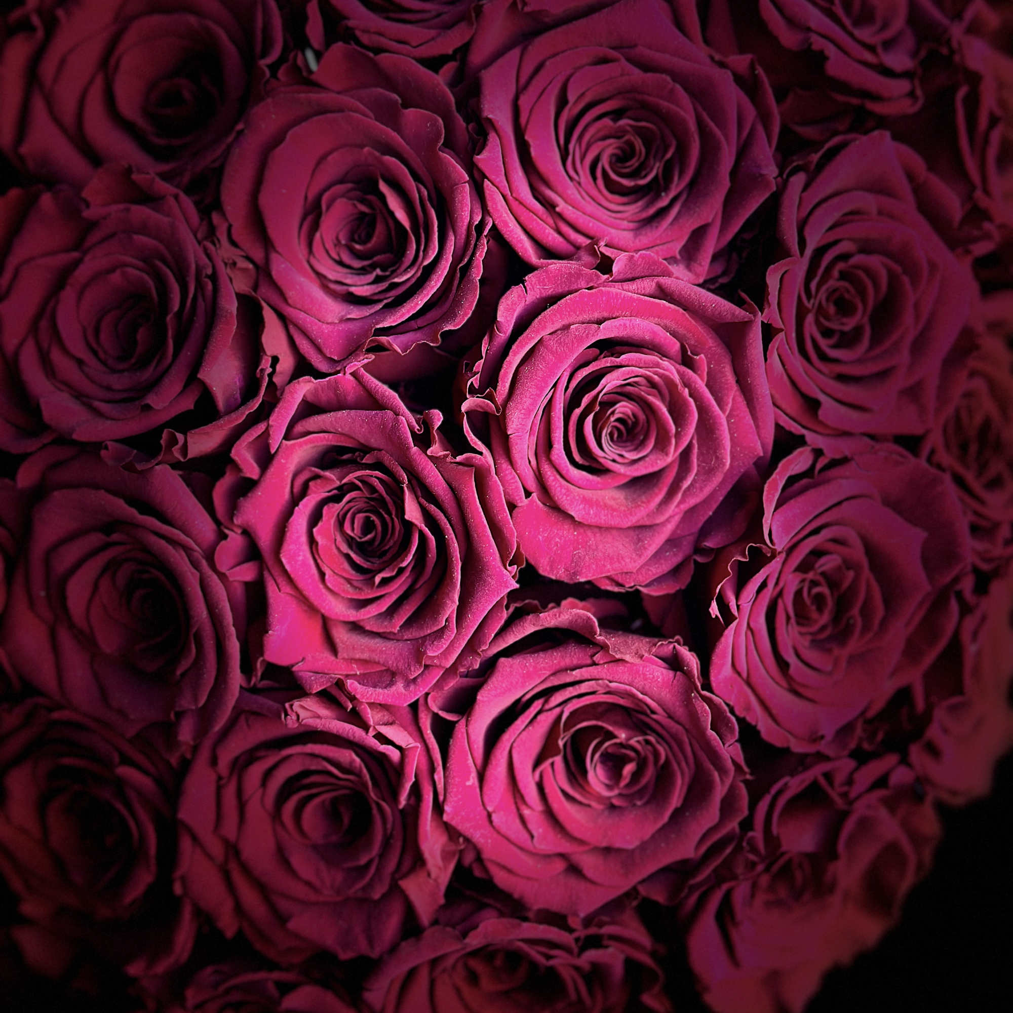 Close-up bouquet of deep pink roses