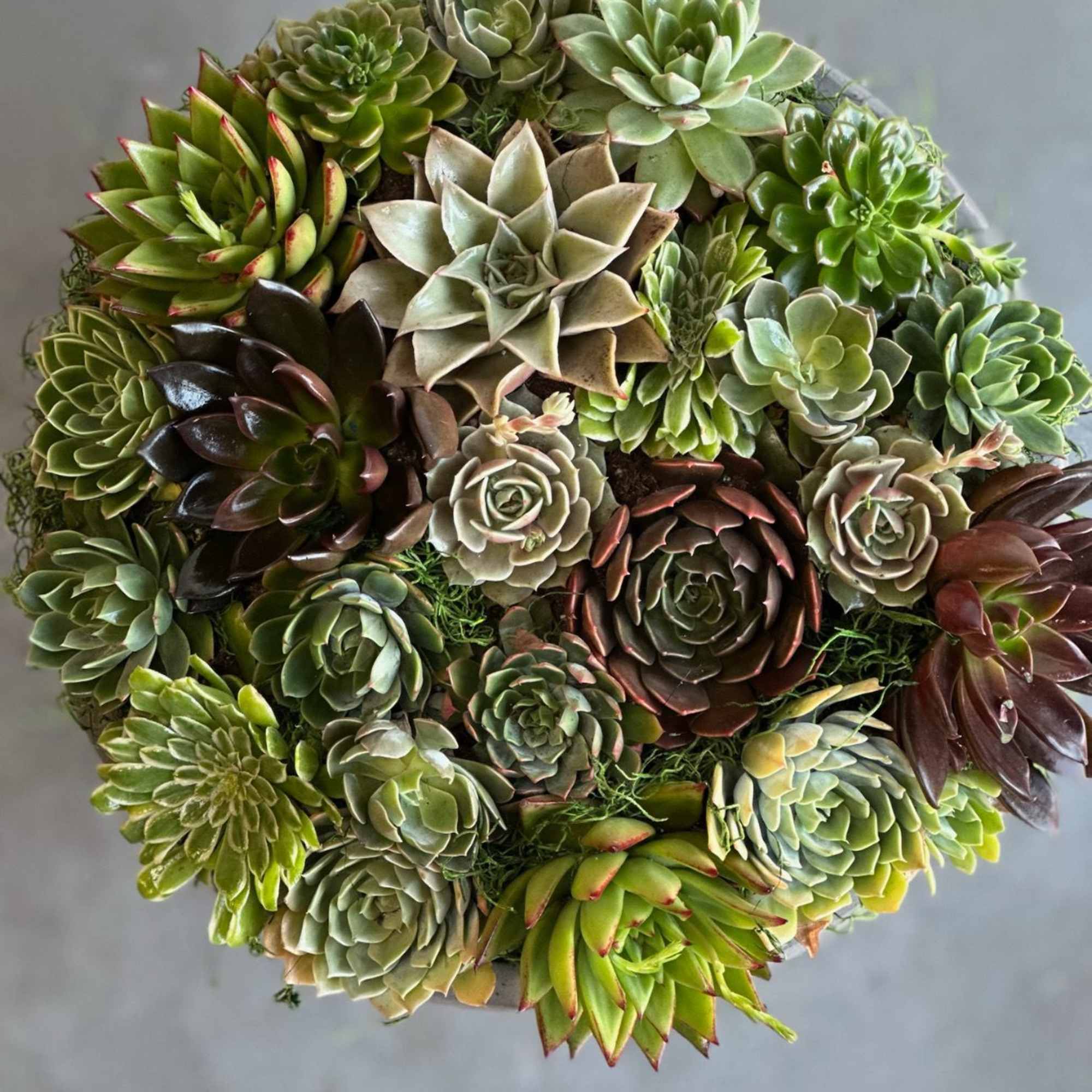 Round arrangement of assorted succulents in a shallow container