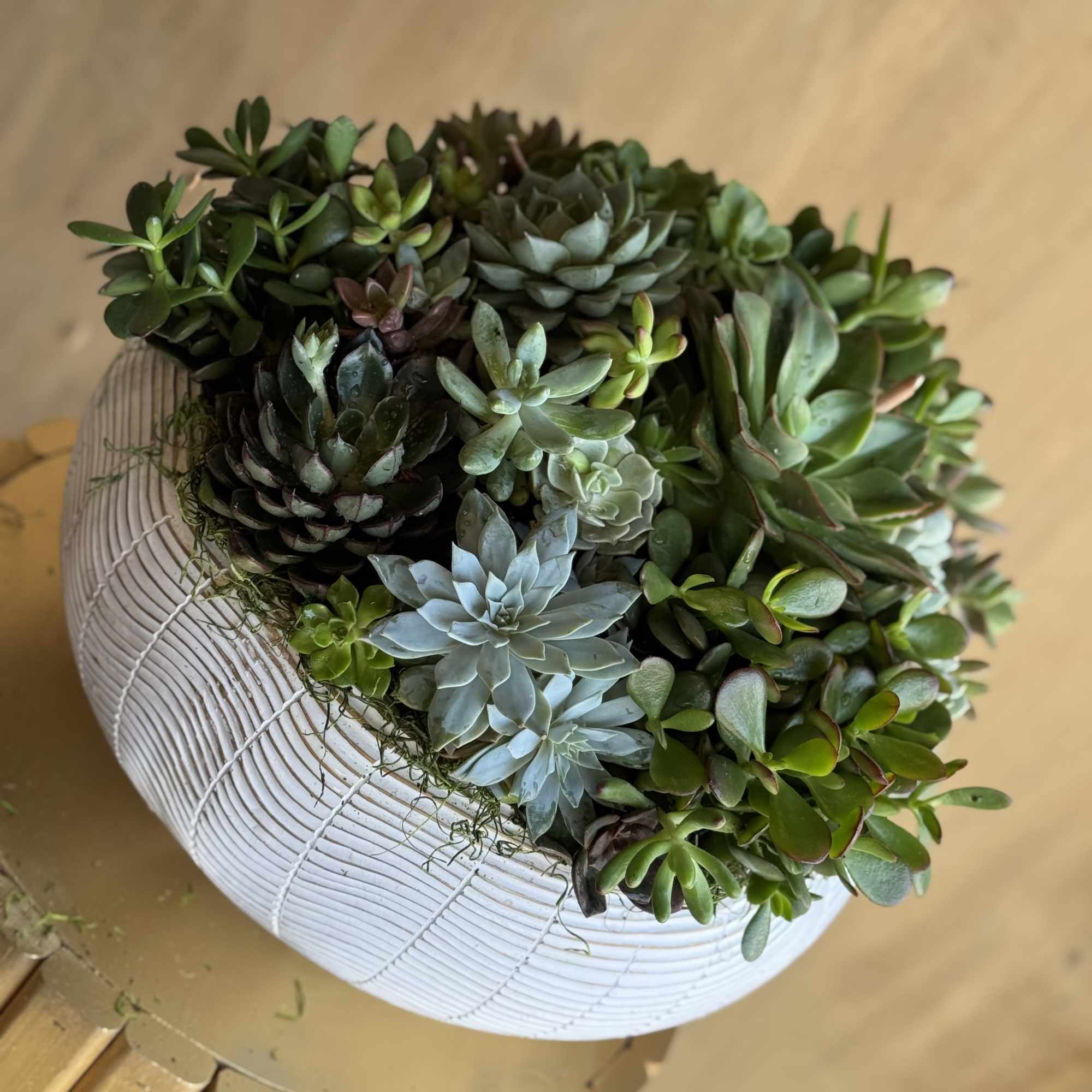A modern ceramic planter filled with an elegant mix of fresh succulents