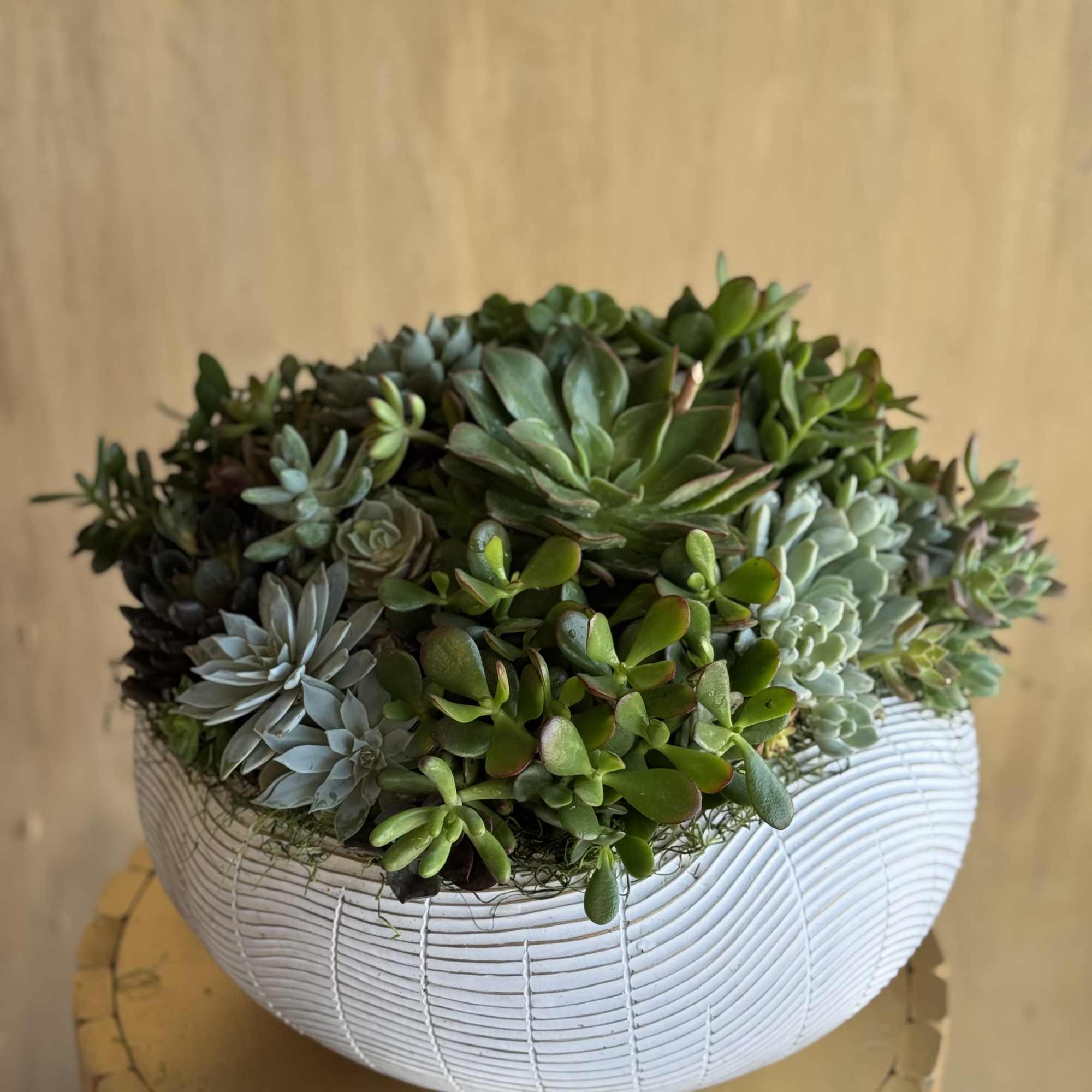 A bowl planter filled with assorted succulents