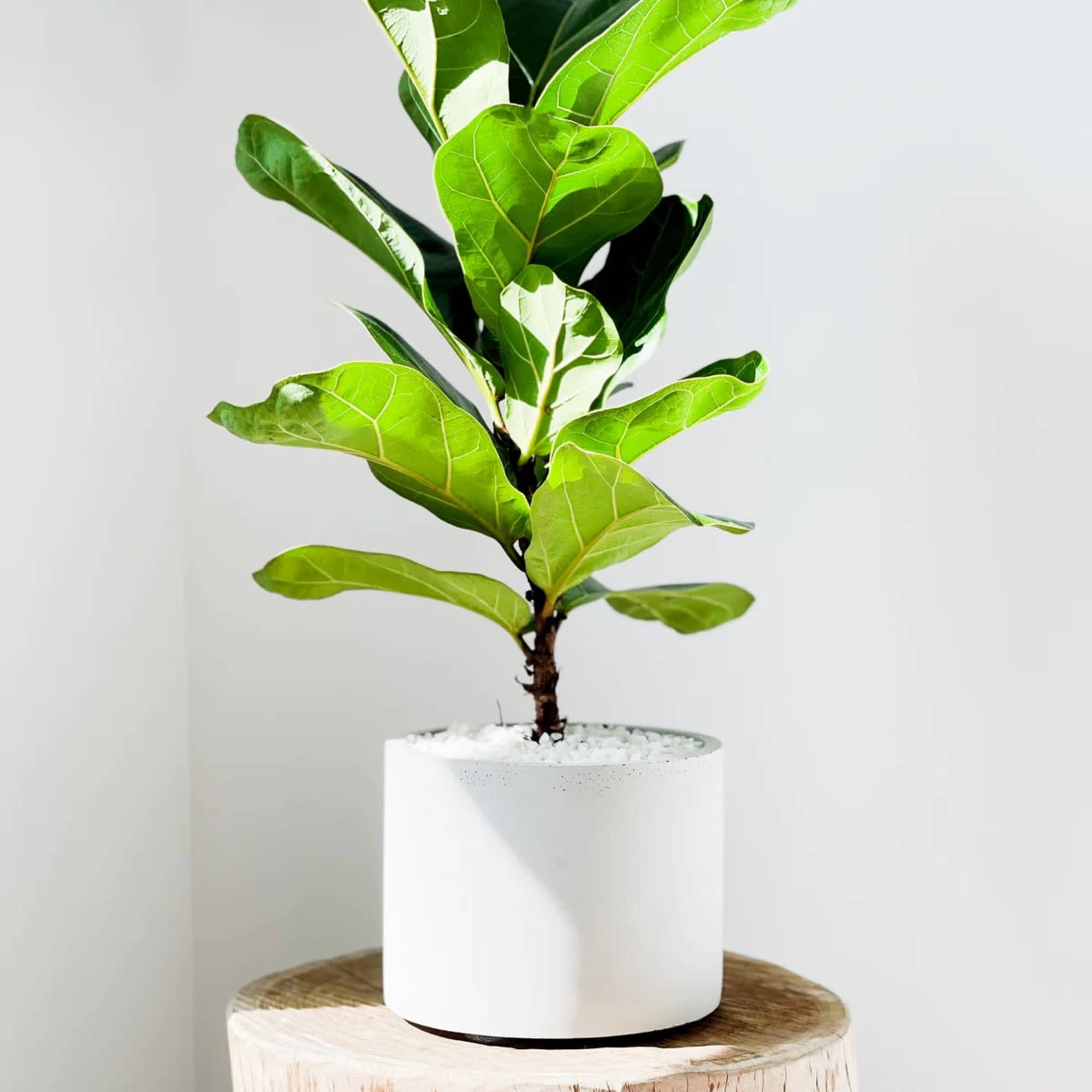 Potted fiddle leaf fig plant in a white cylindrical pot
