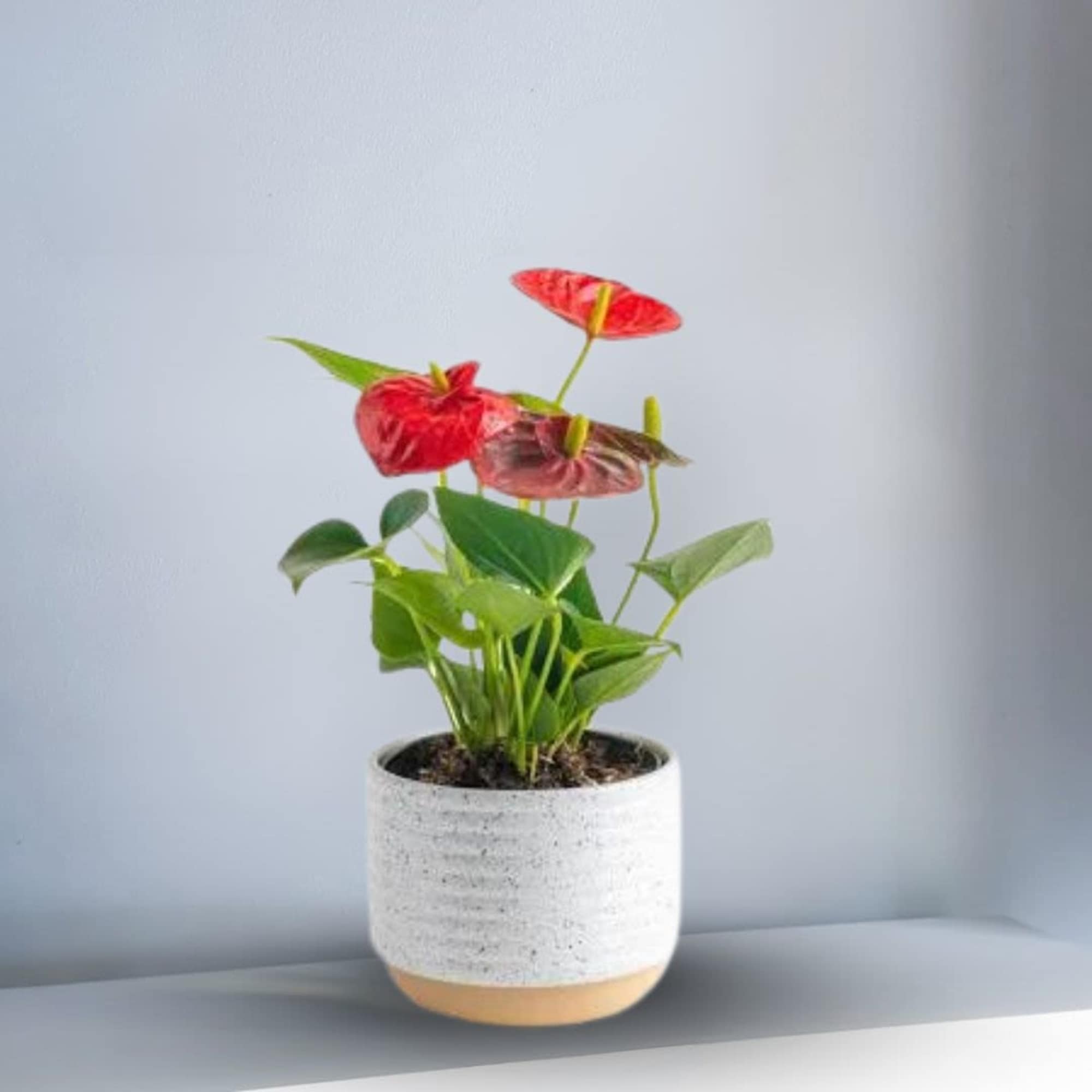 This tropical plant is decorating with green and spanish moss.
Choose from three