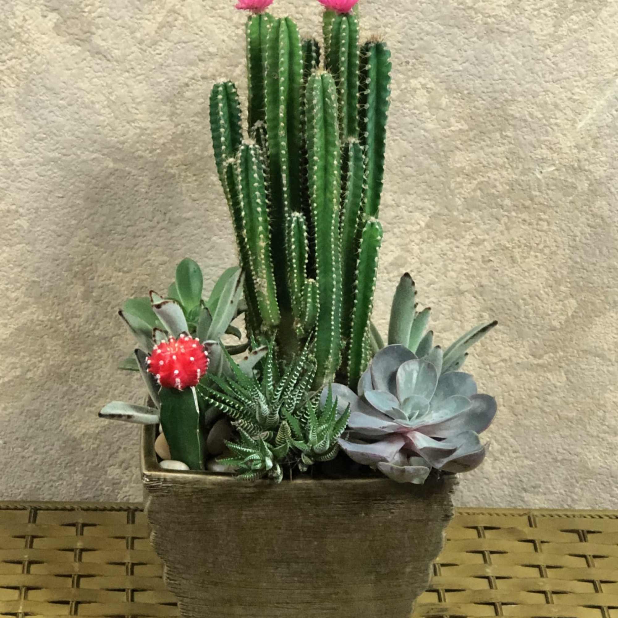 Potted cactus and succulent arrangement in a square planter