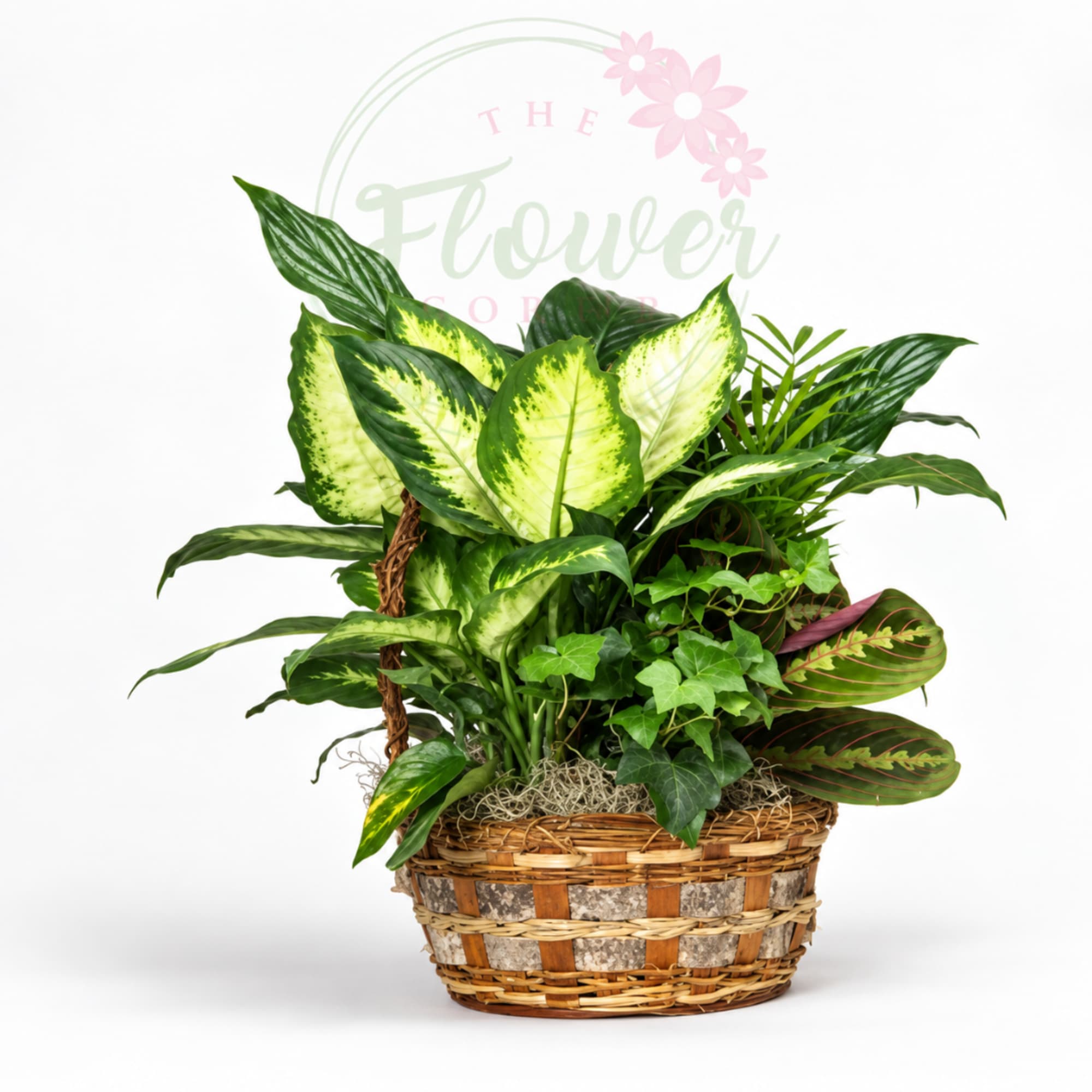Mixed green houseplants arranged in a woven basket