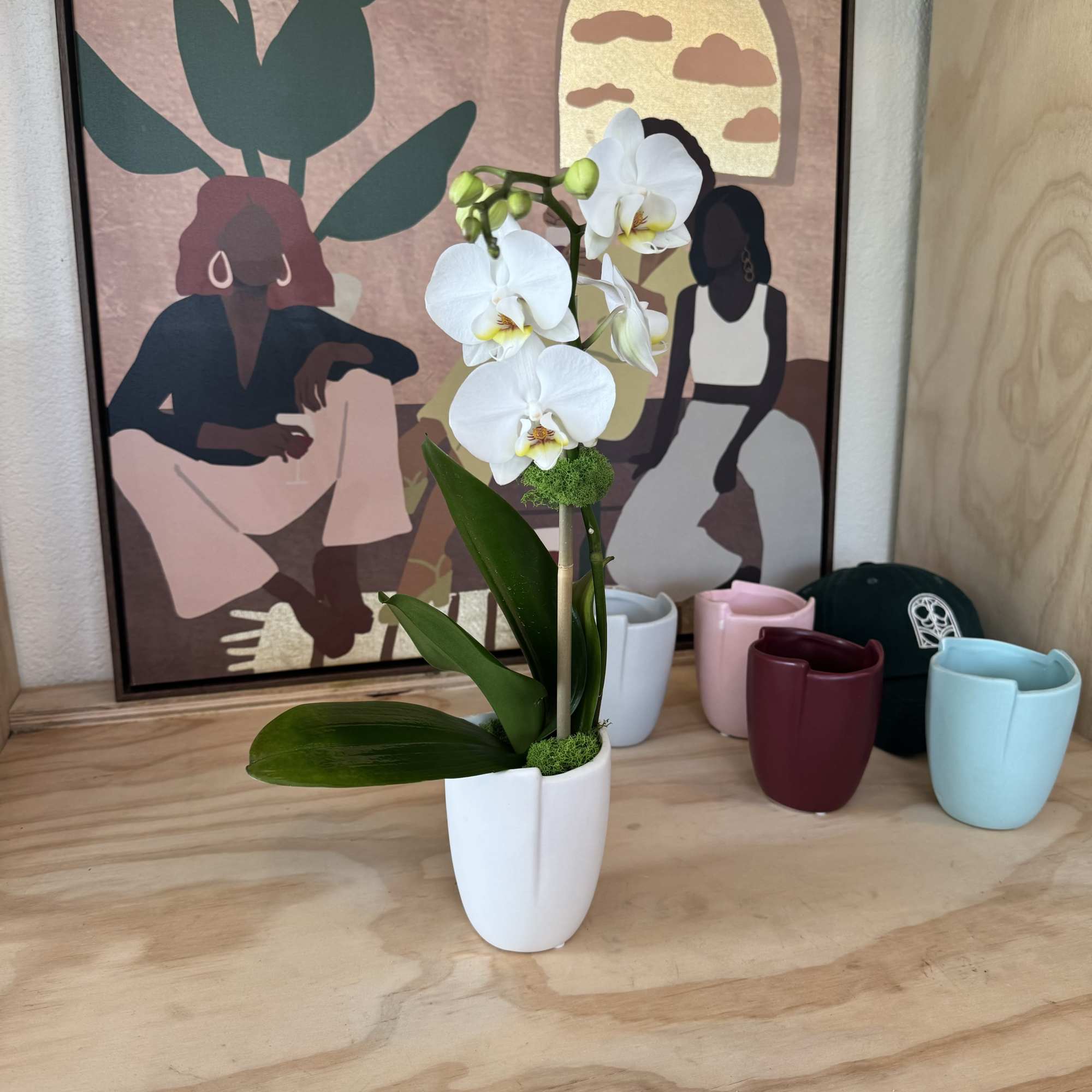 White orchid in a white pot on a wooden surface