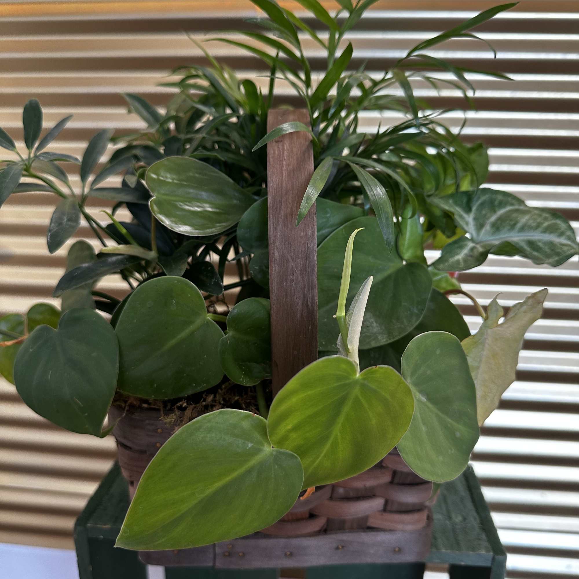 Basket of assorted green houseplants with heart-shaped leaves