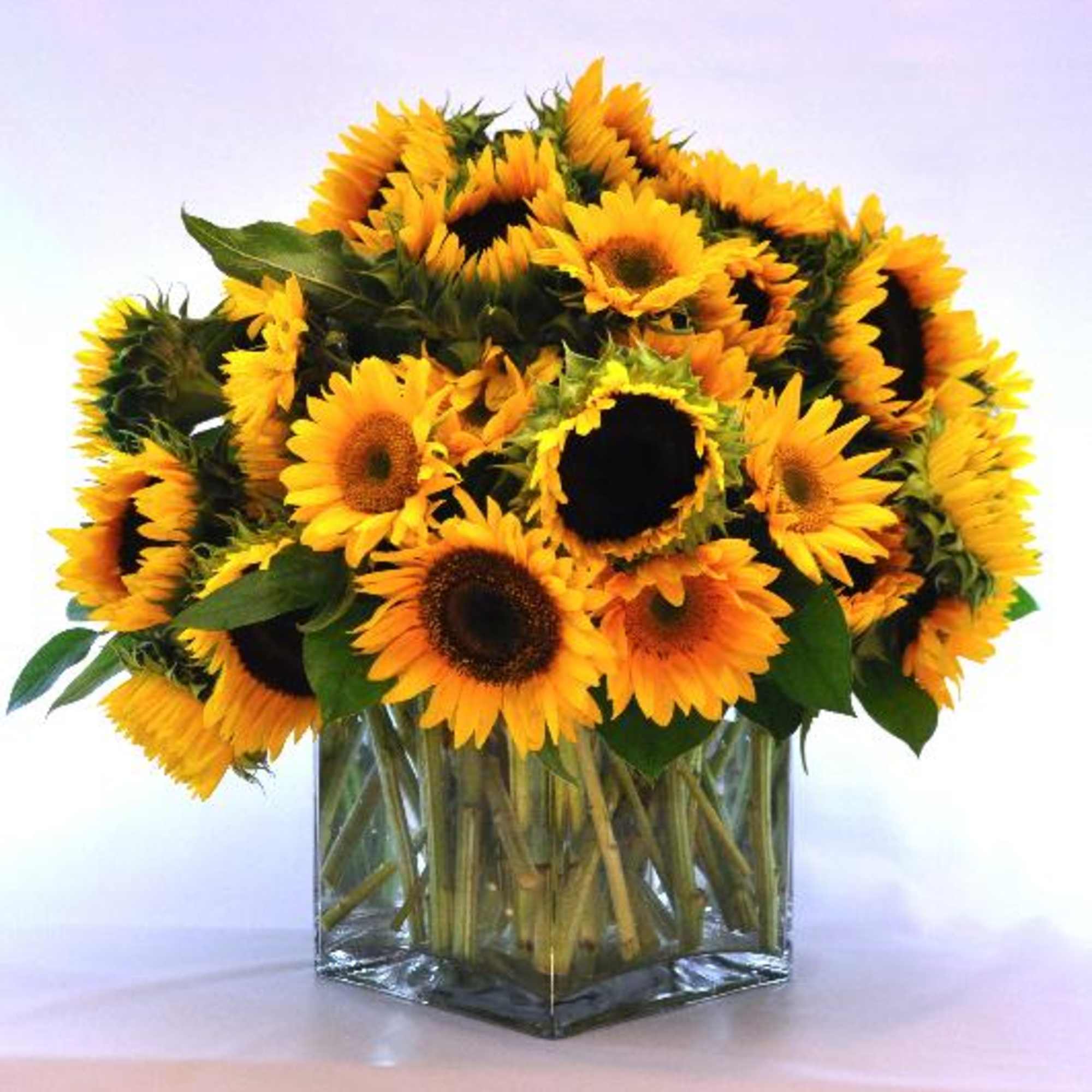 An abundant grouping of vibrant sunflowers arranged in a large glass cube.