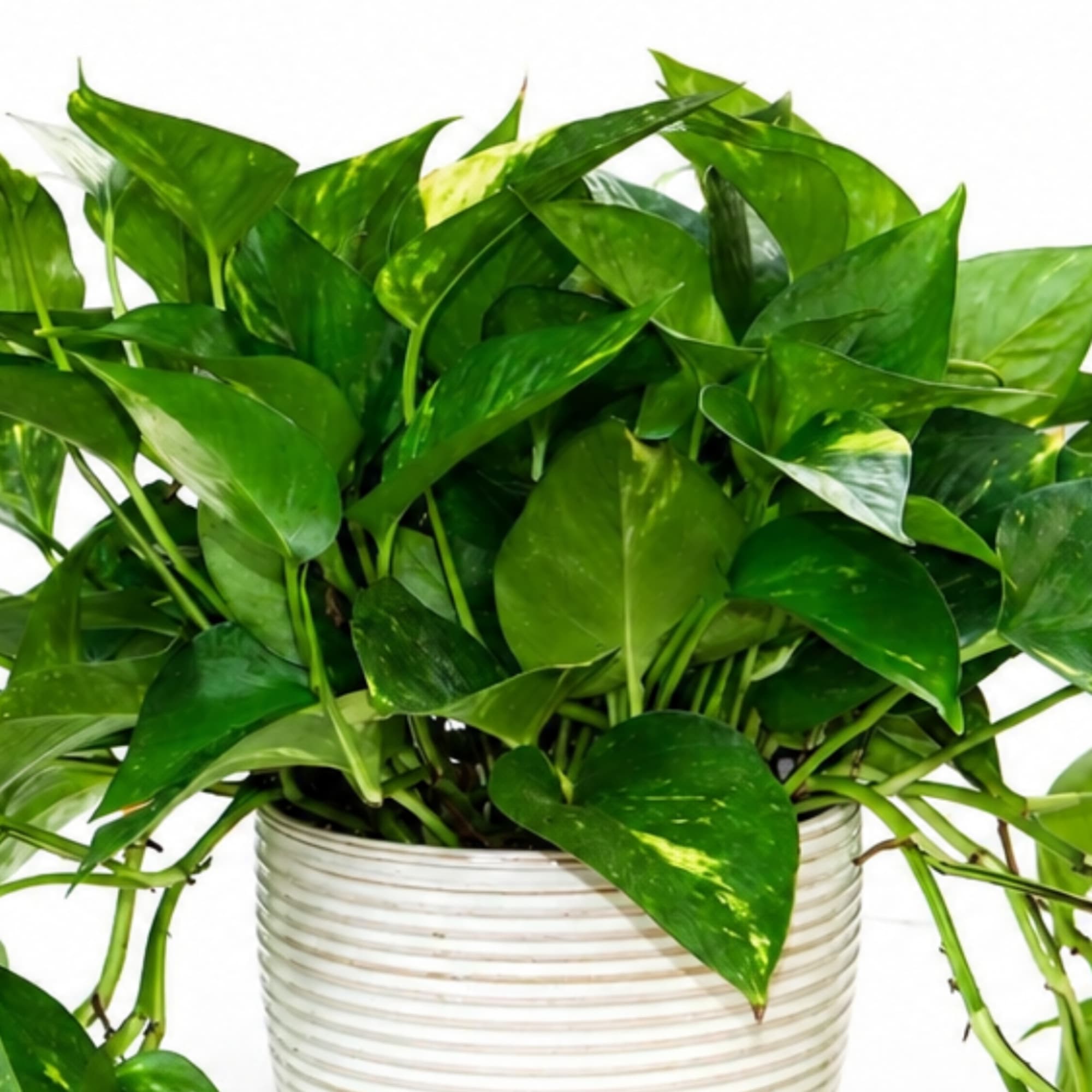 Potted pothos plant with trailing green vines in a white ribbed container