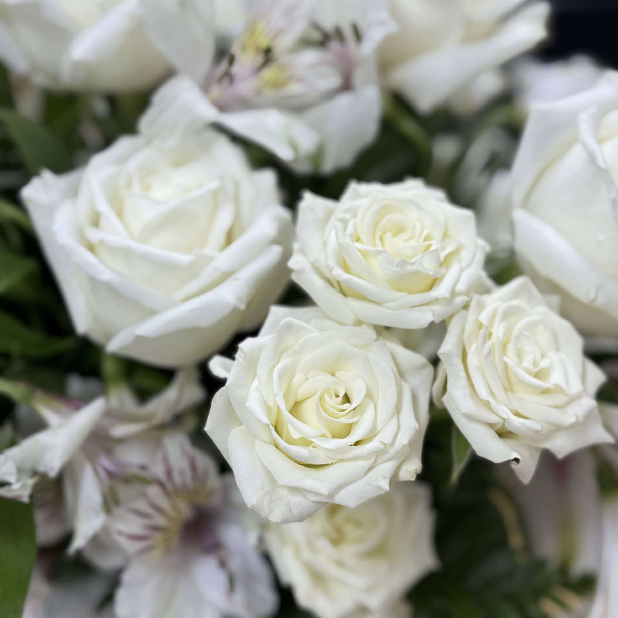 White roses with pale striped alstroemeria in a close-up bouquet