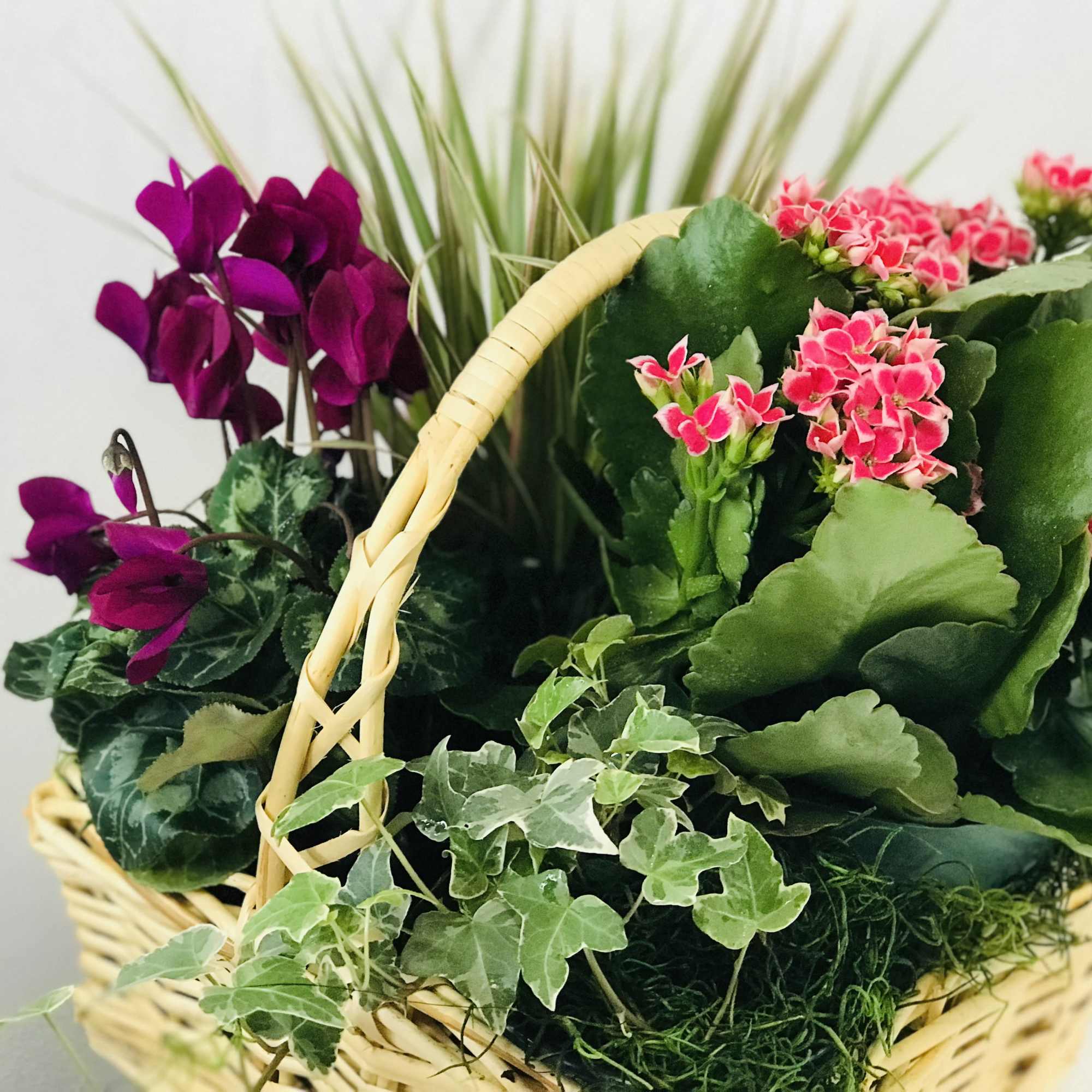 Basket of potted flowering plants with pink blooms and purple flowers