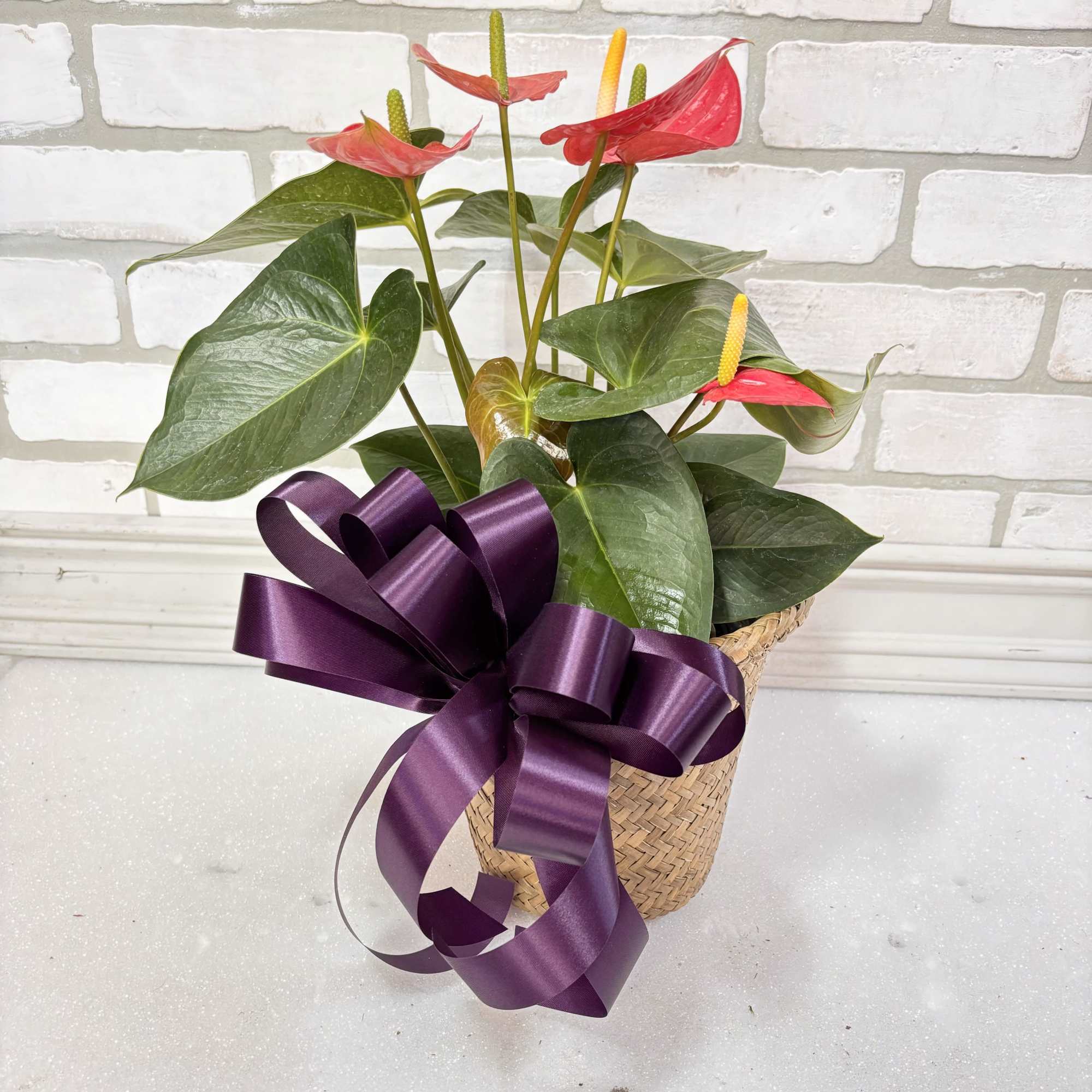 Potted anthurium plant with red blooms and a purple ribbon in a woven basket