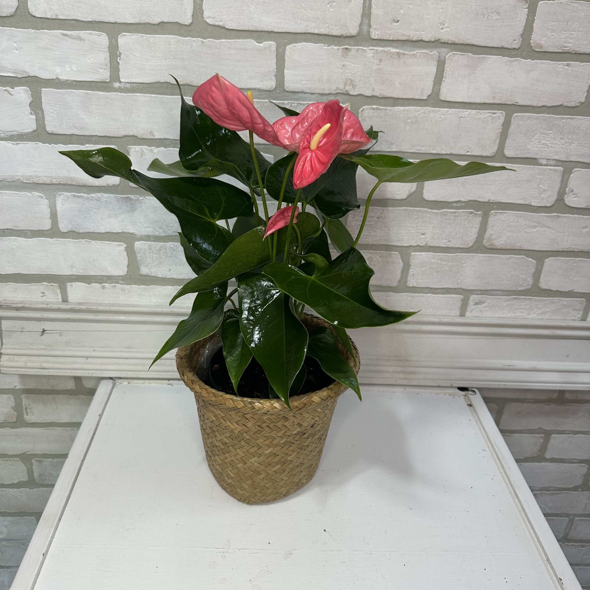 Pink anthurium plant in a woven basket pot