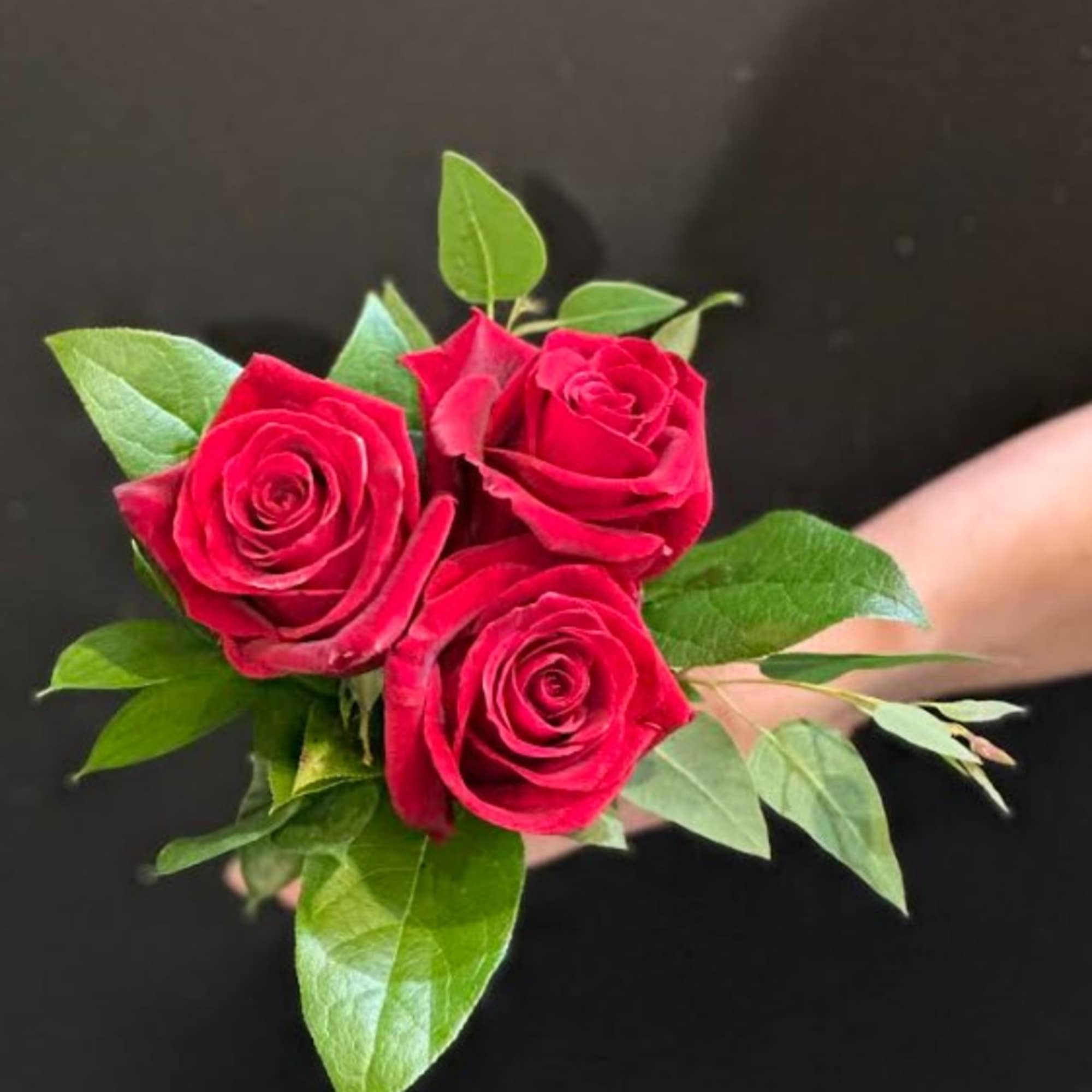Three red roses with green leaves held in a hand