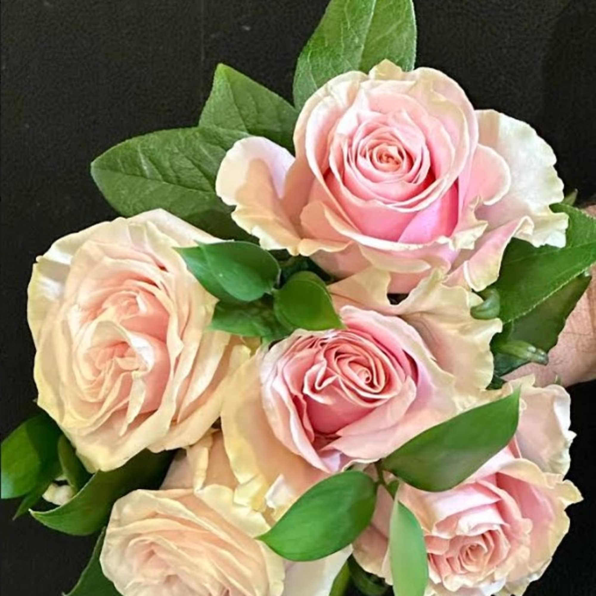 Bouquet of pale pink roses with green leaves