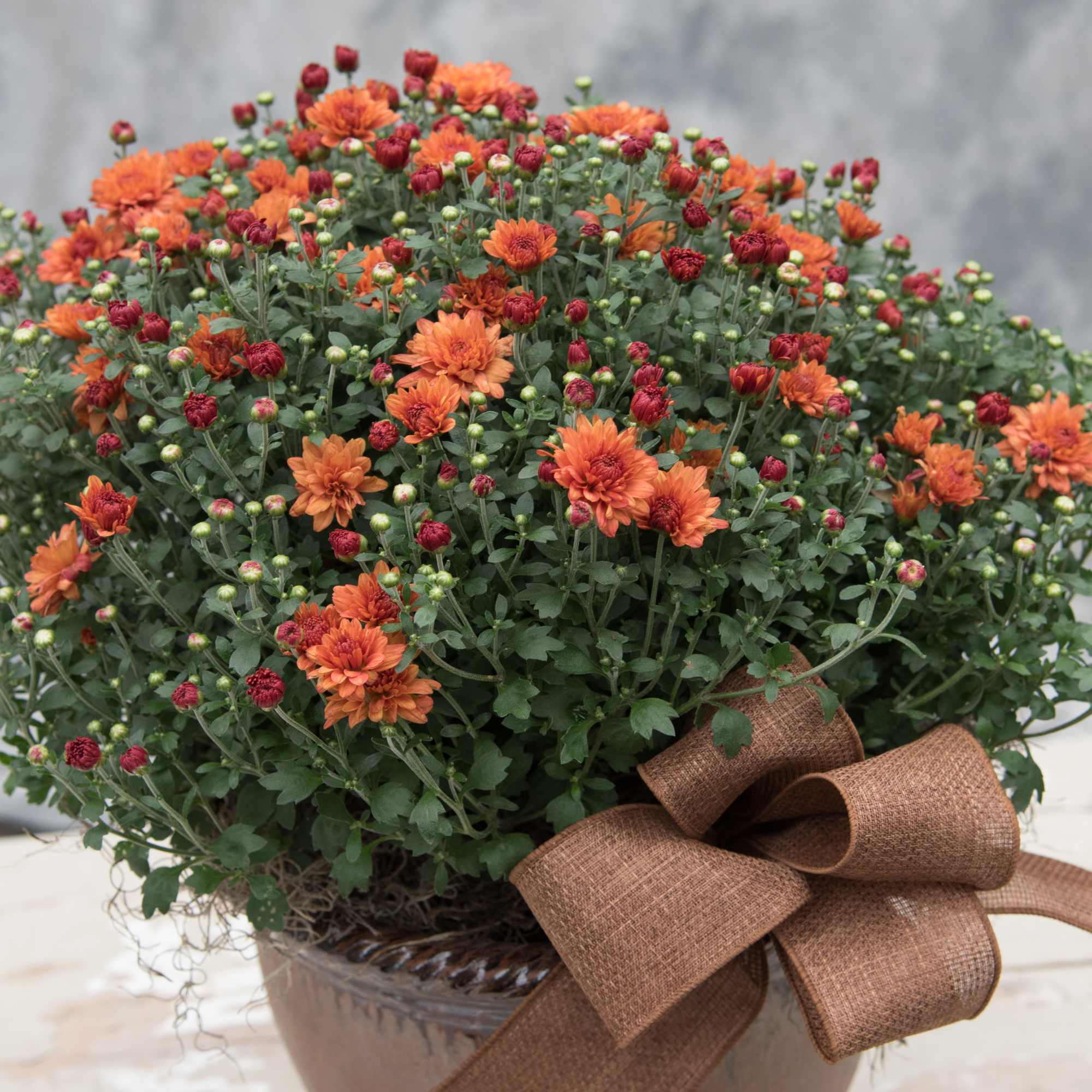 Jumbo mum in a pretty basket accented with a large fall bow., photo 2 of 2