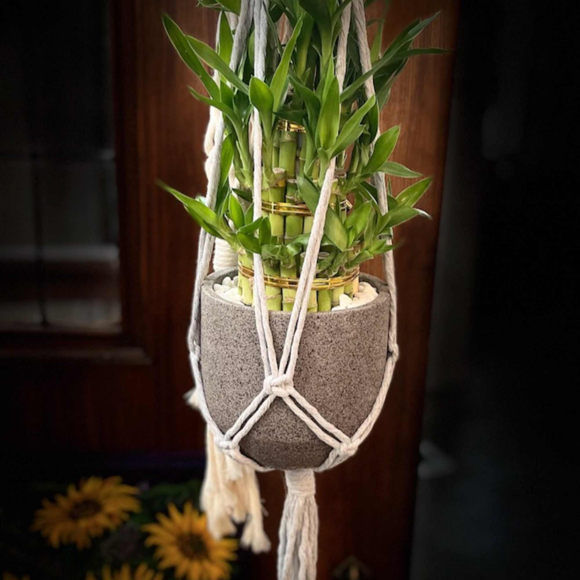 Hanging potted bamboo plant in a macramé hanger