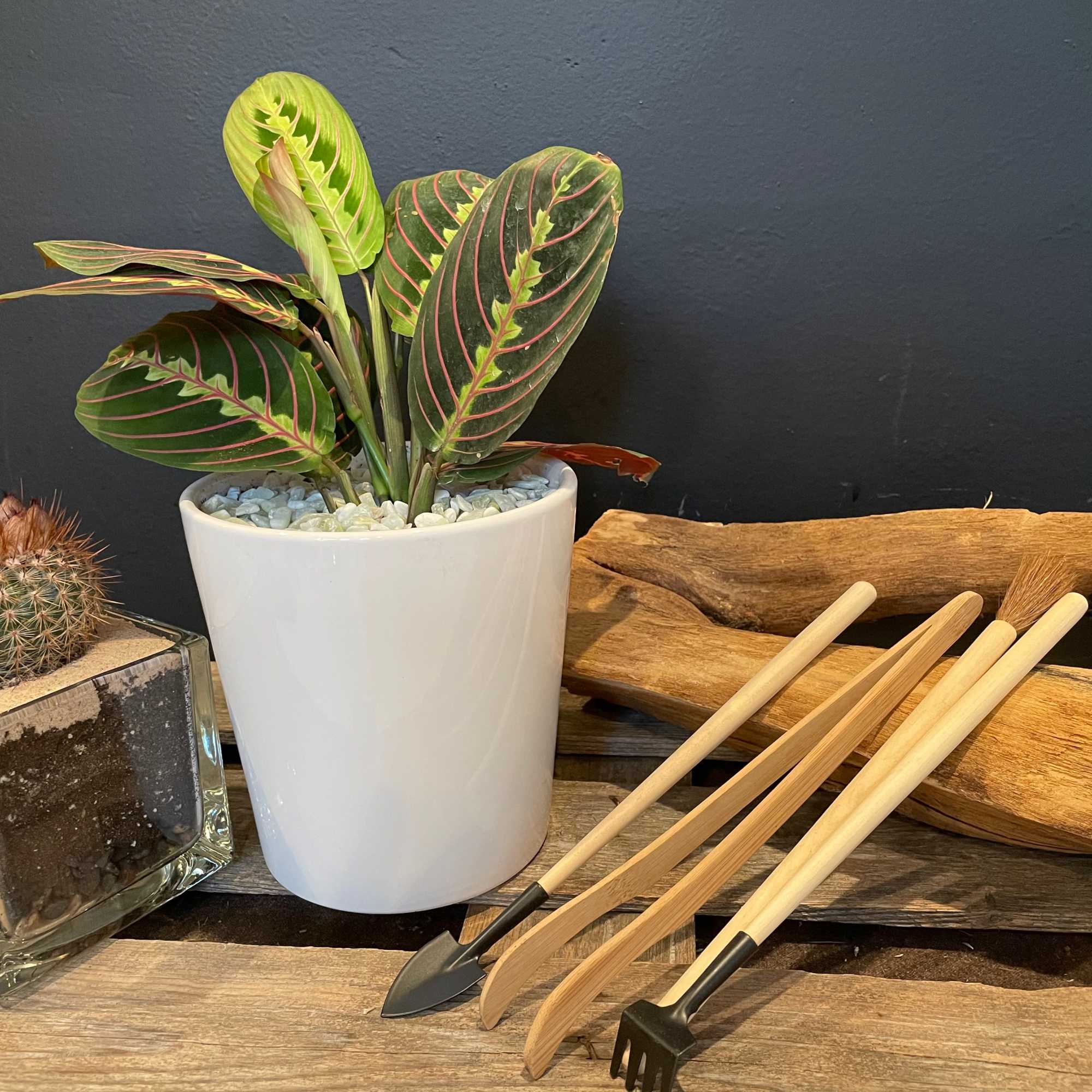 Potted prayer plant in a white ceramic pot with gardening tools nearby