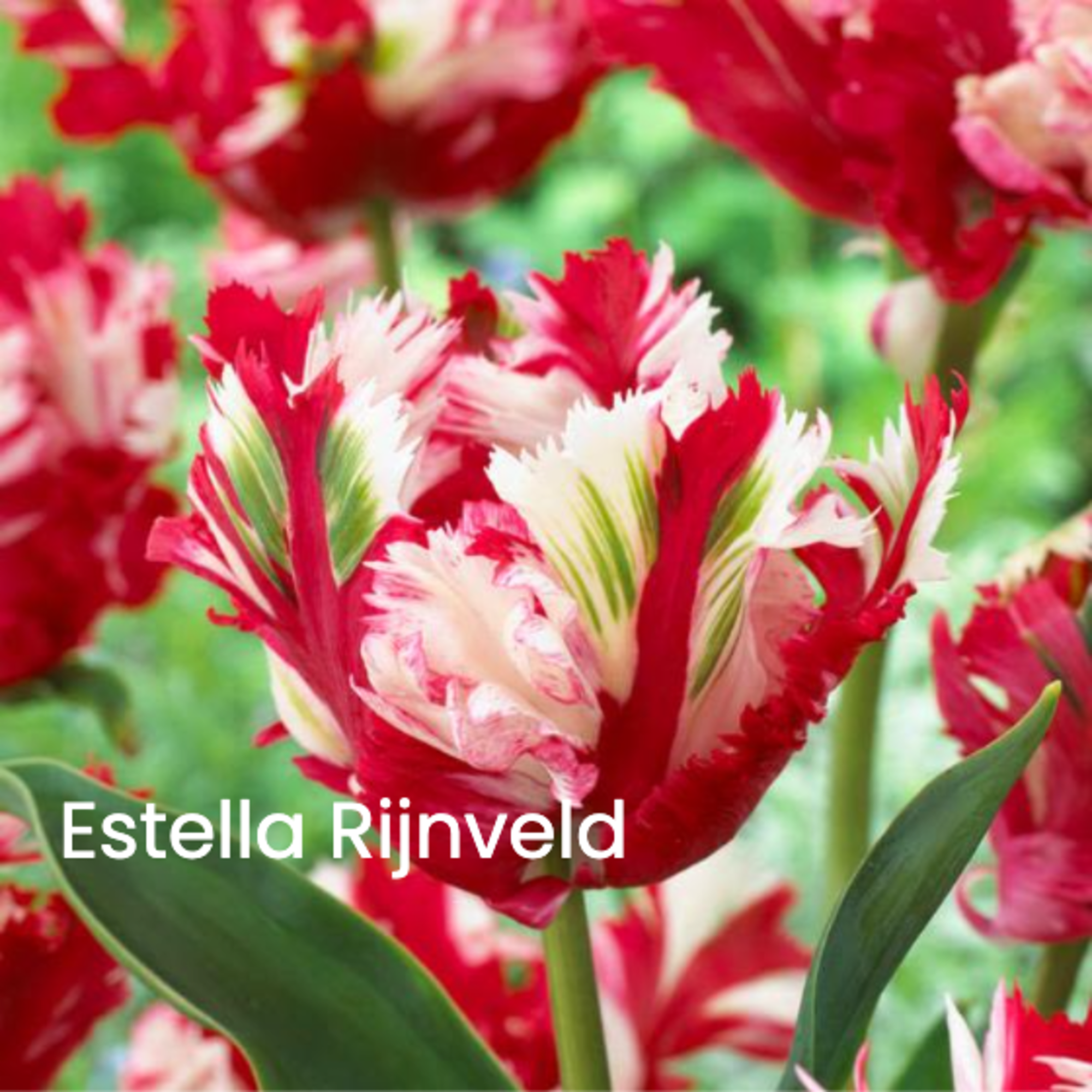 Close-up of red and white parrot tulips with green streaked petals outdoors.