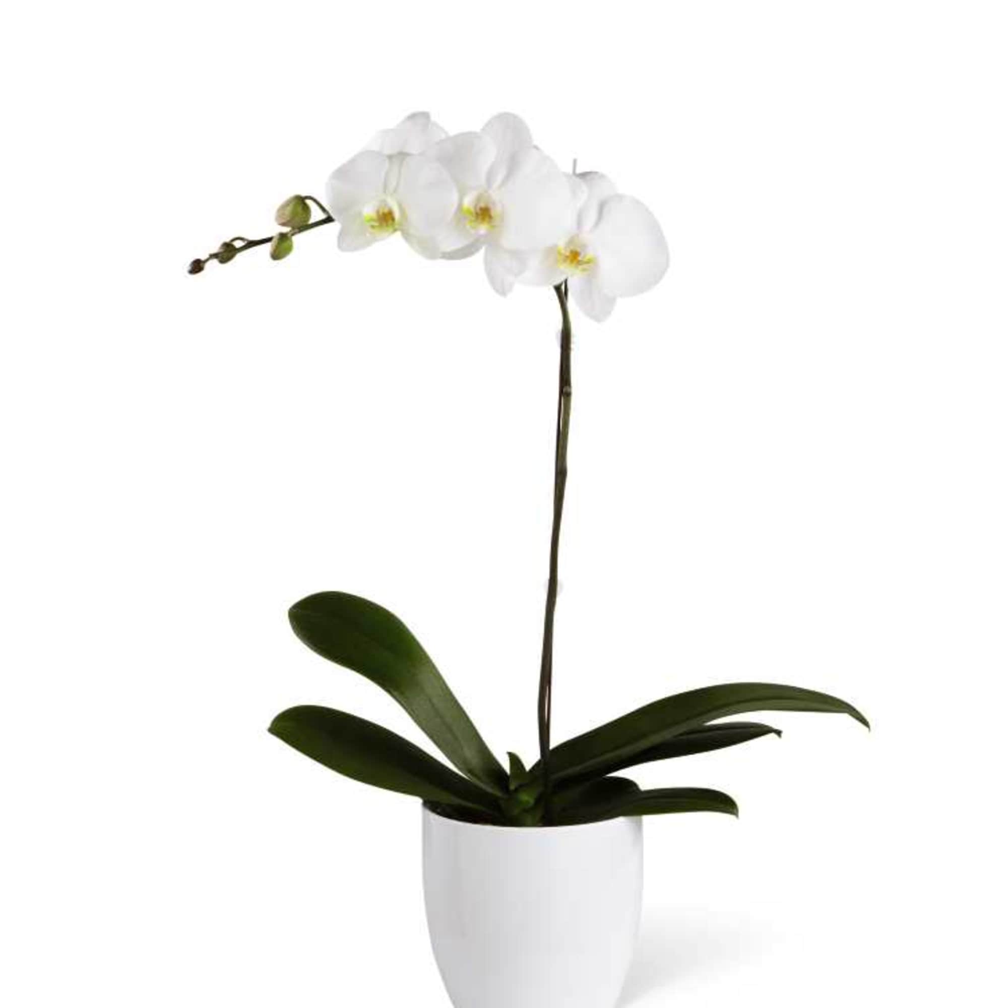 White Orchid Planter is an elegant, long-lasting gift. A snow-white double stalk, photo 4 of 4