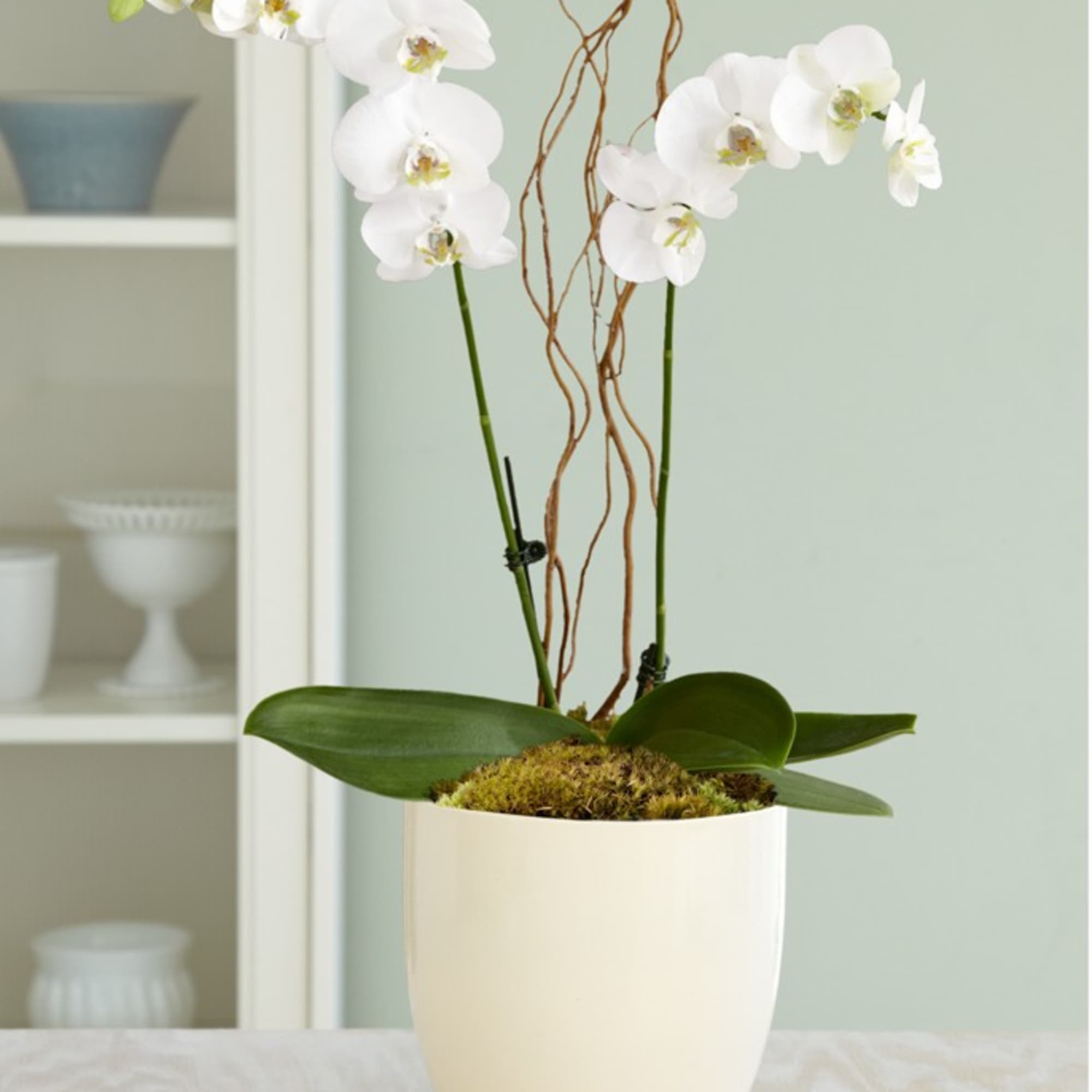 White Orchid Planter is an elegant, long-lasting gift. A snow-white double stalk, photo 3 of 4
