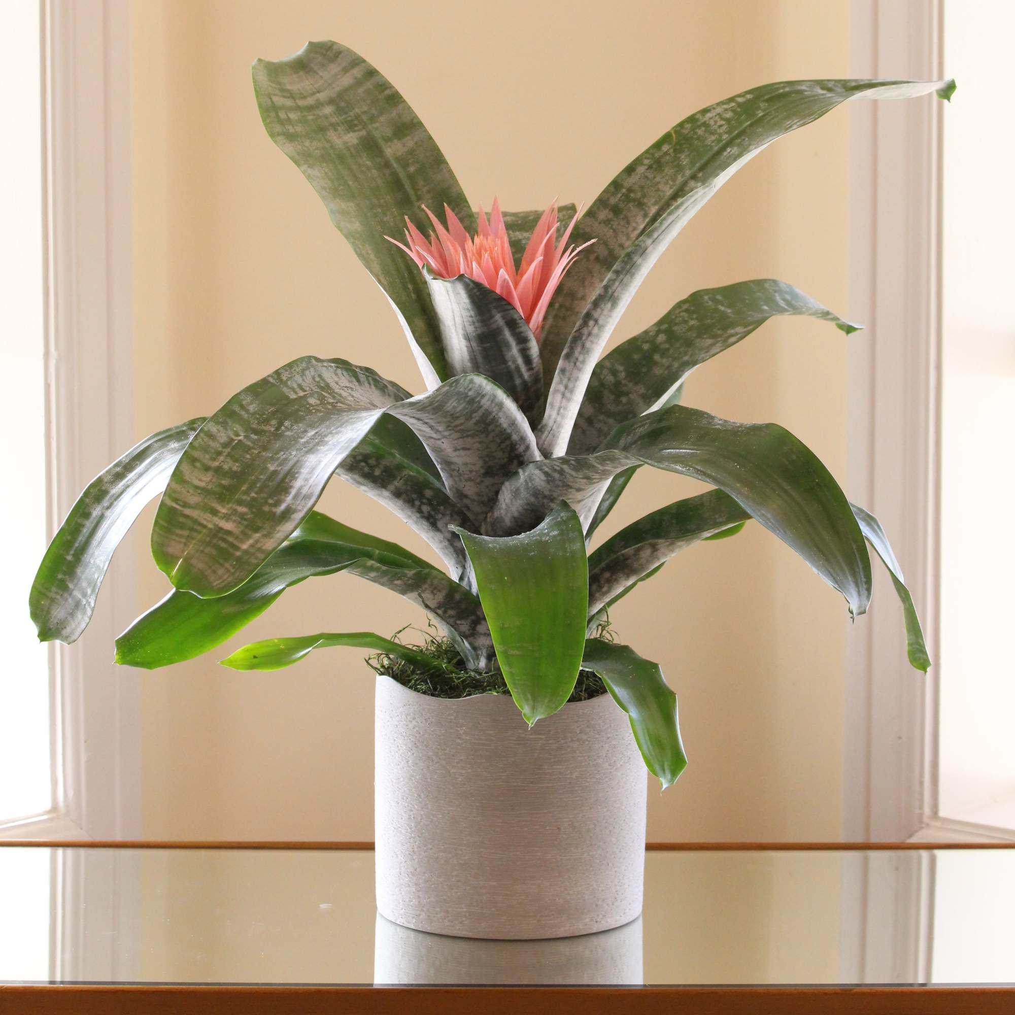 Potted bromeliad with pink bloom in a white planter