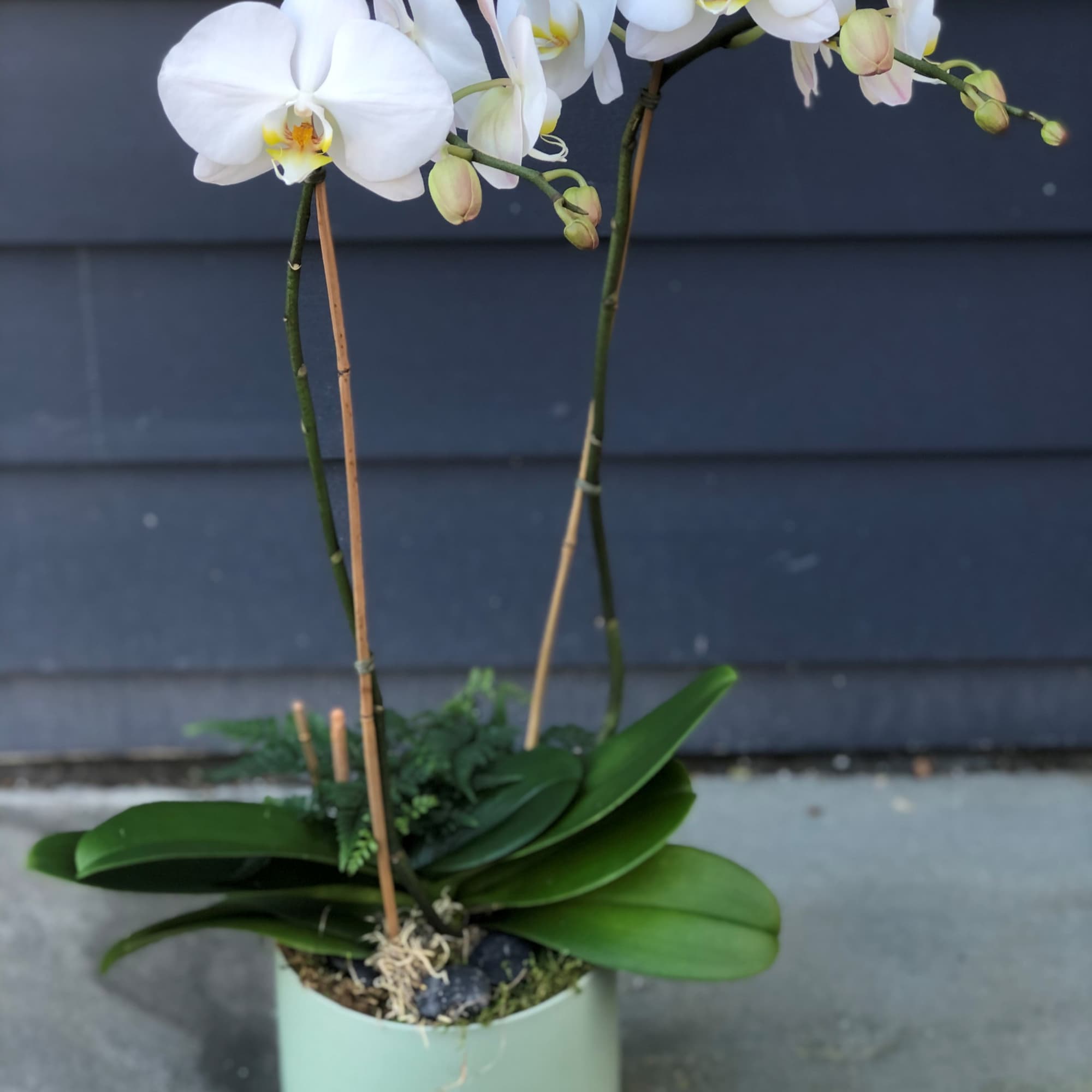 White Orchid Planter is an elegant, long-lasting gift. A snow-white double stalk, photo 2 of 4