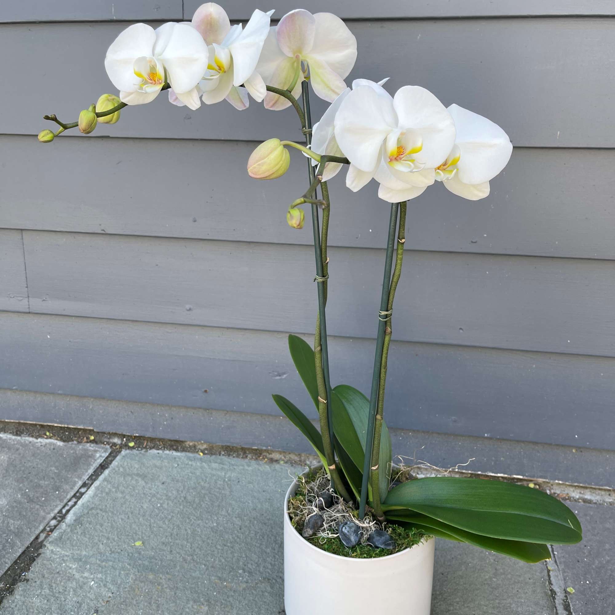 White Orchid Planter is an elegant, long-lasting gift. A snow-white double stalk
