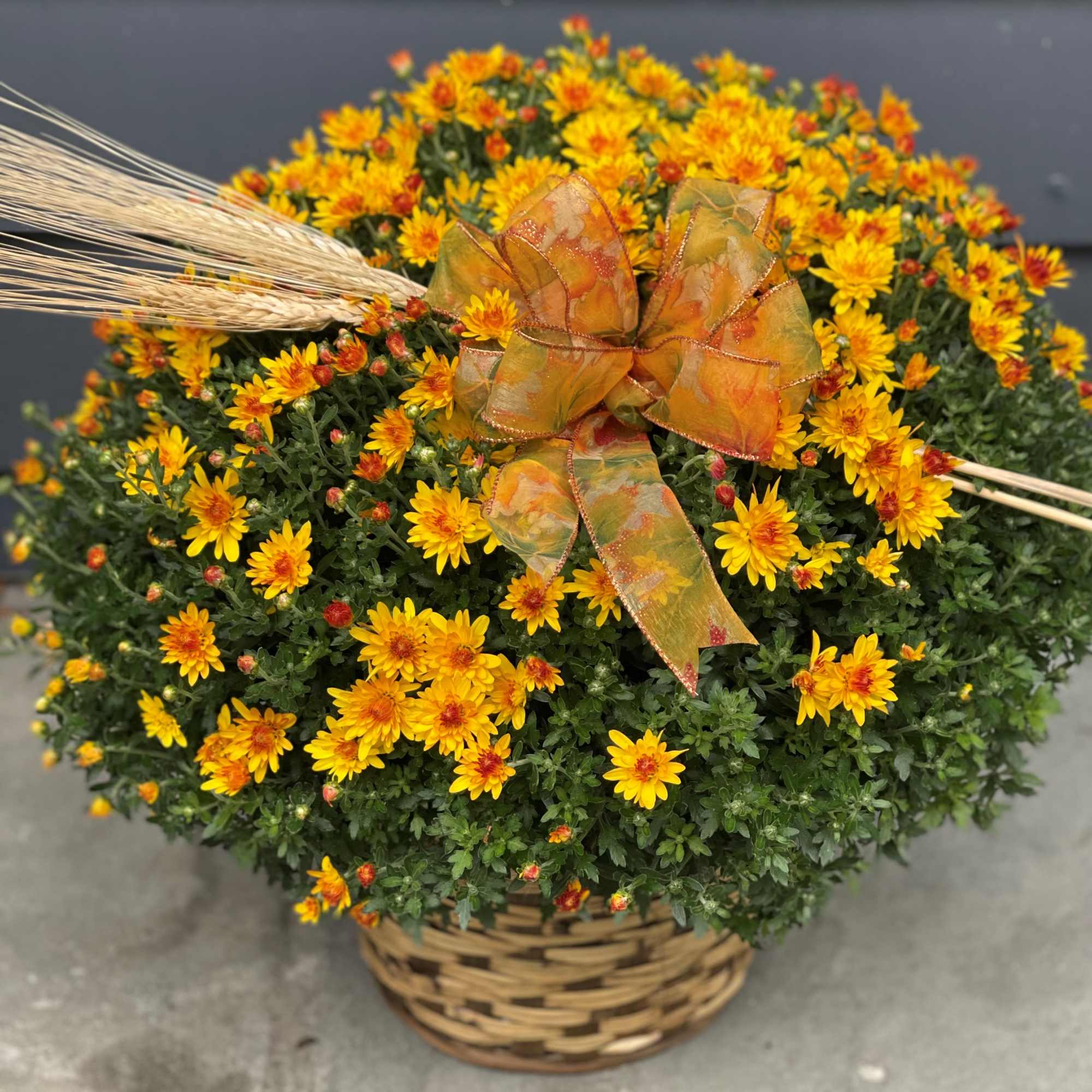 Hardy Mums are a fall favorite and come in an array of, photo 2 of 2