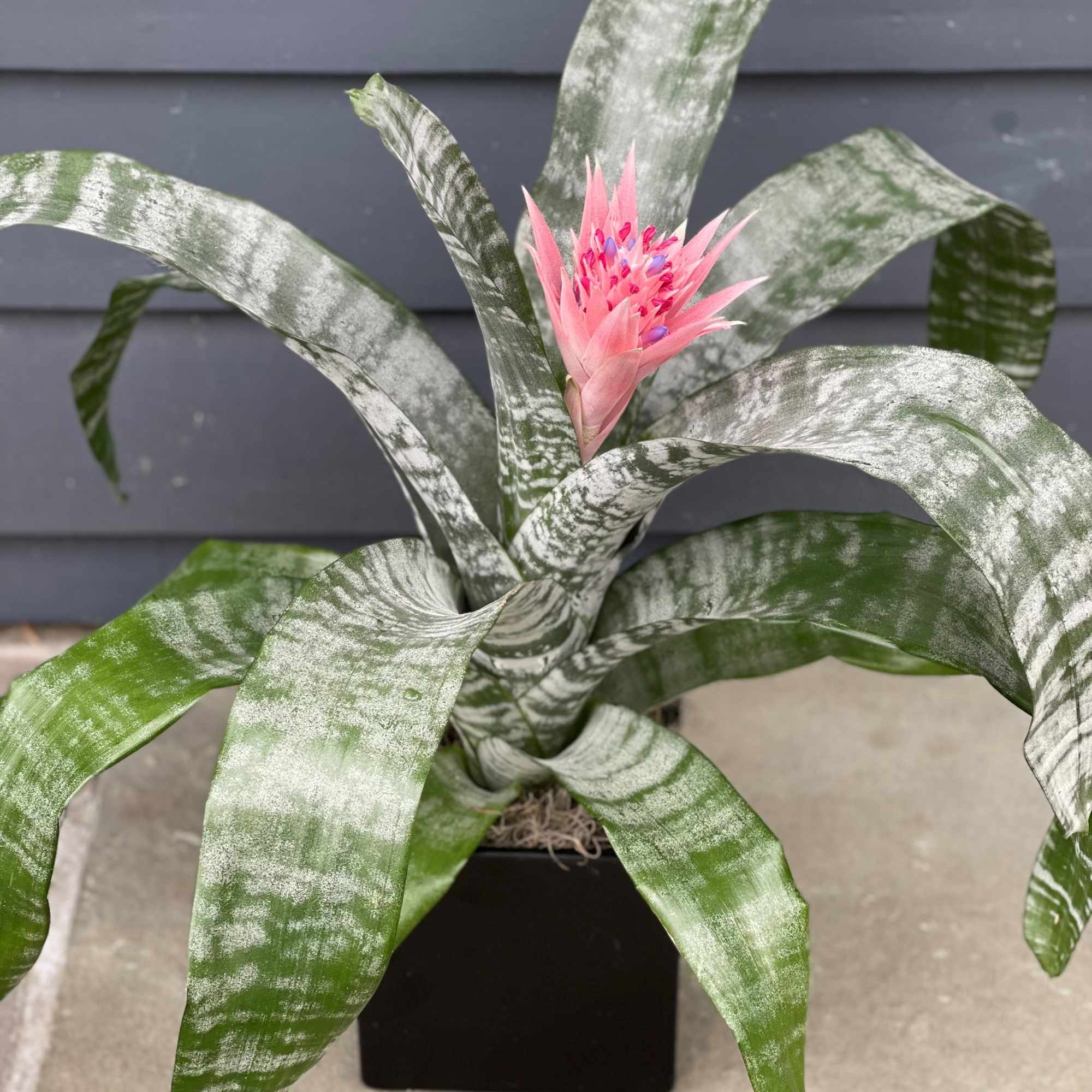 Potted bromeliad with striped green leaves and a pink flower spike