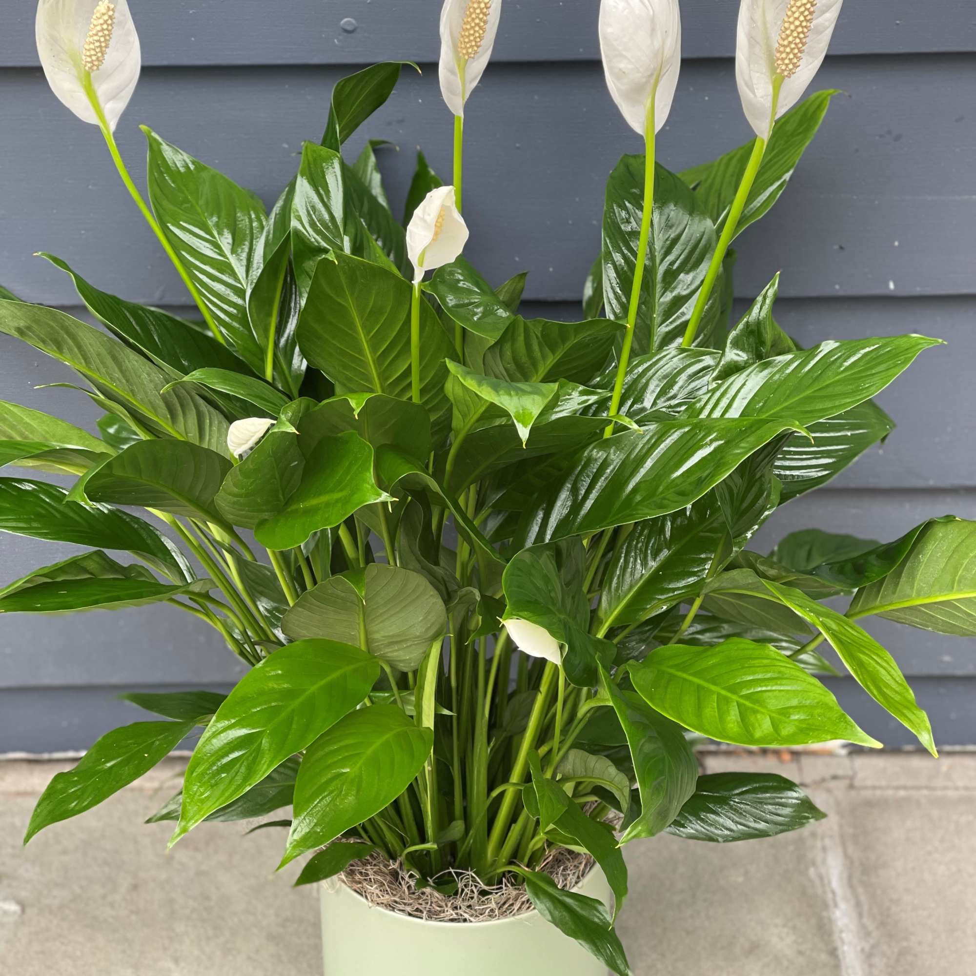 The Spathiphyllum, or more commonly known as the Peace Lily, is a