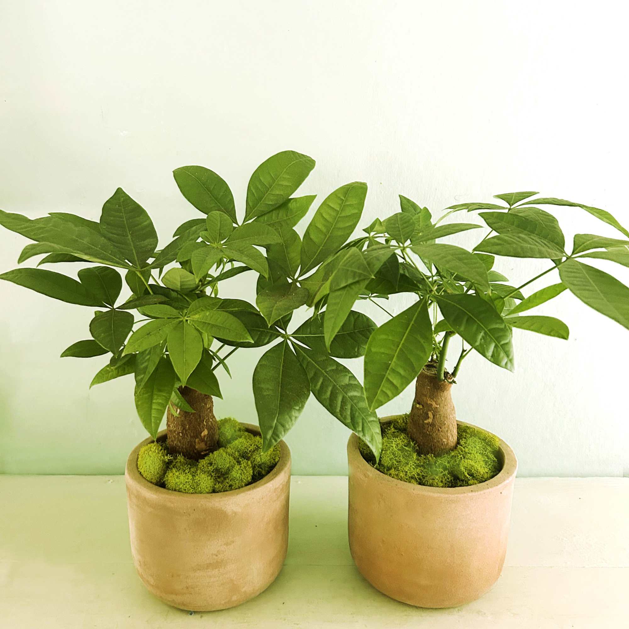 Two small potted plants with broad green leaves in tan pots