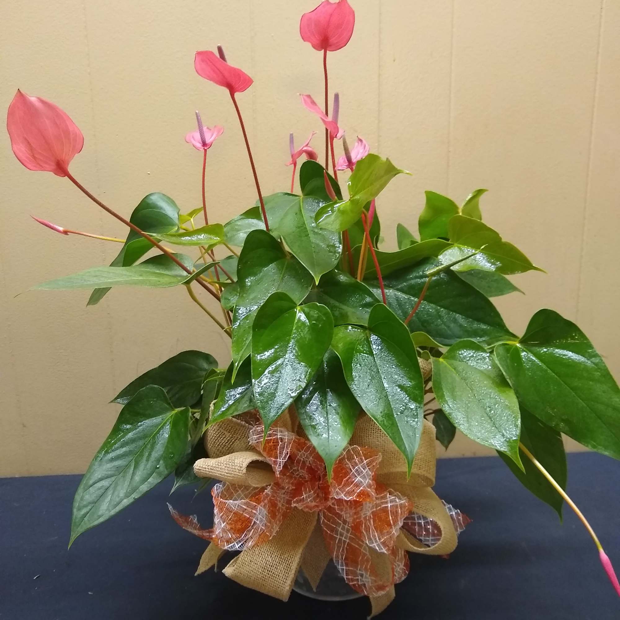 Potted anthurium plant with pink blooms and glossy green leaves