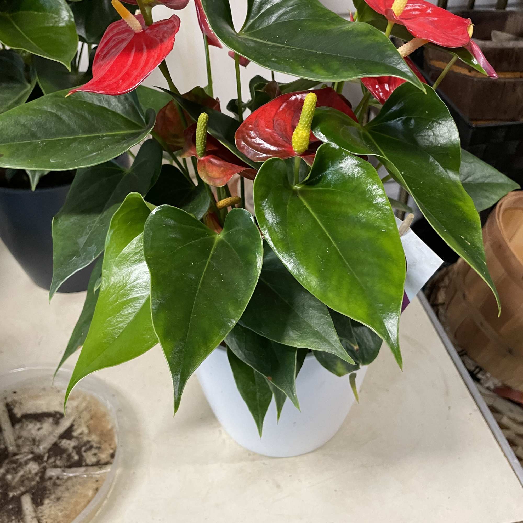 Potted anthurium plant with red blooms and glossy green leaves
