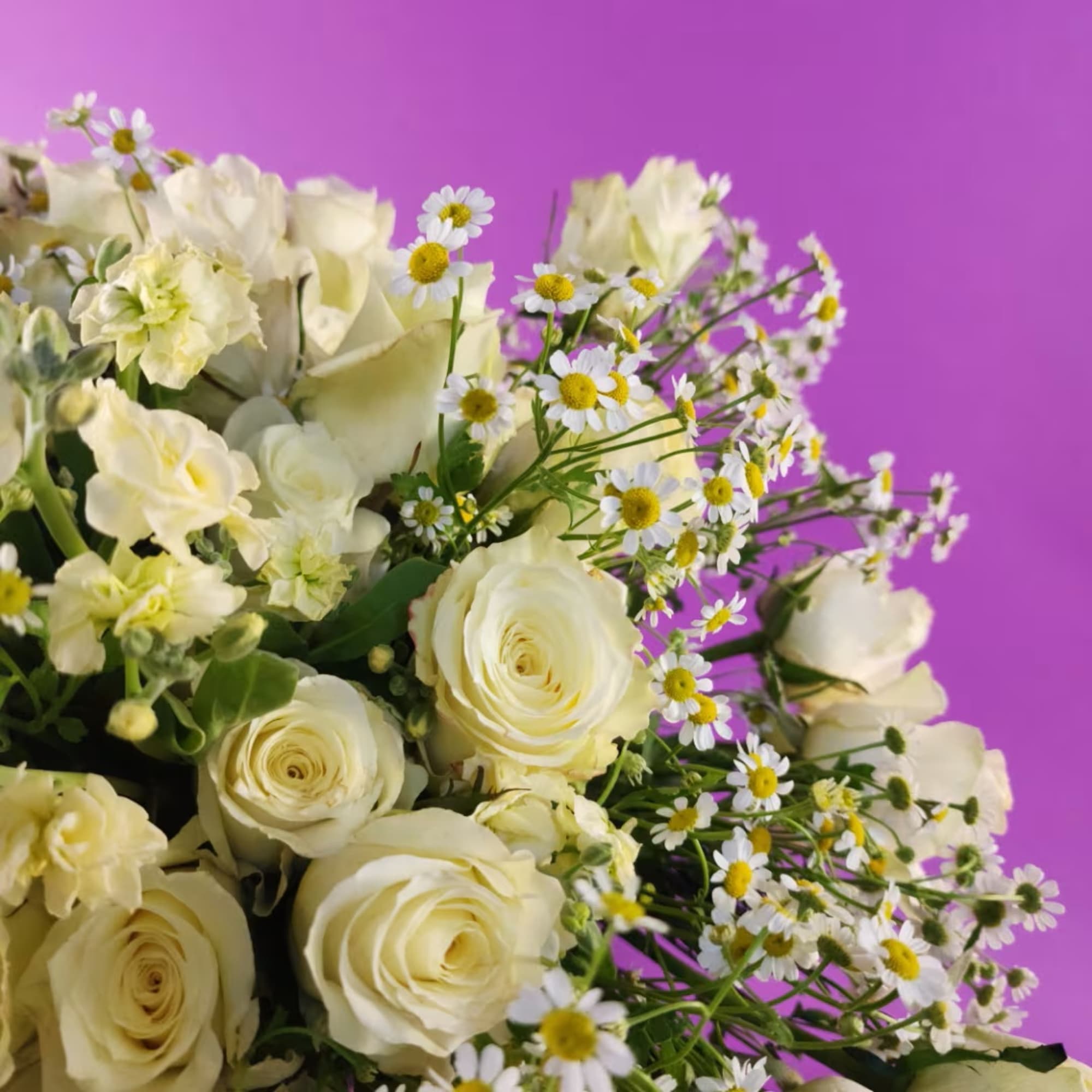 Cream roses and small white daisies in a bouquet against a purple background