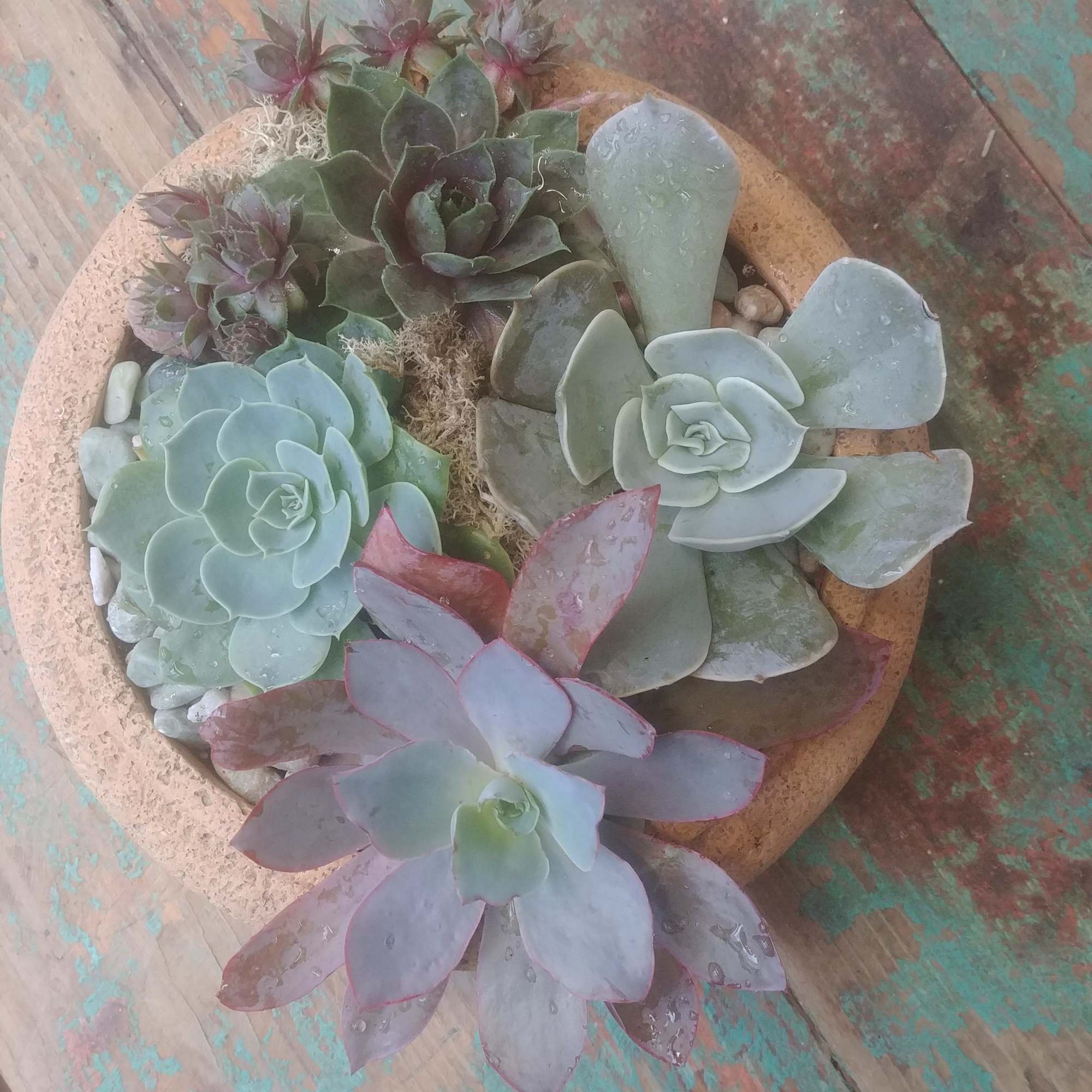 Potted succulent arrangement with rosette-shaped plants in a shallow round container