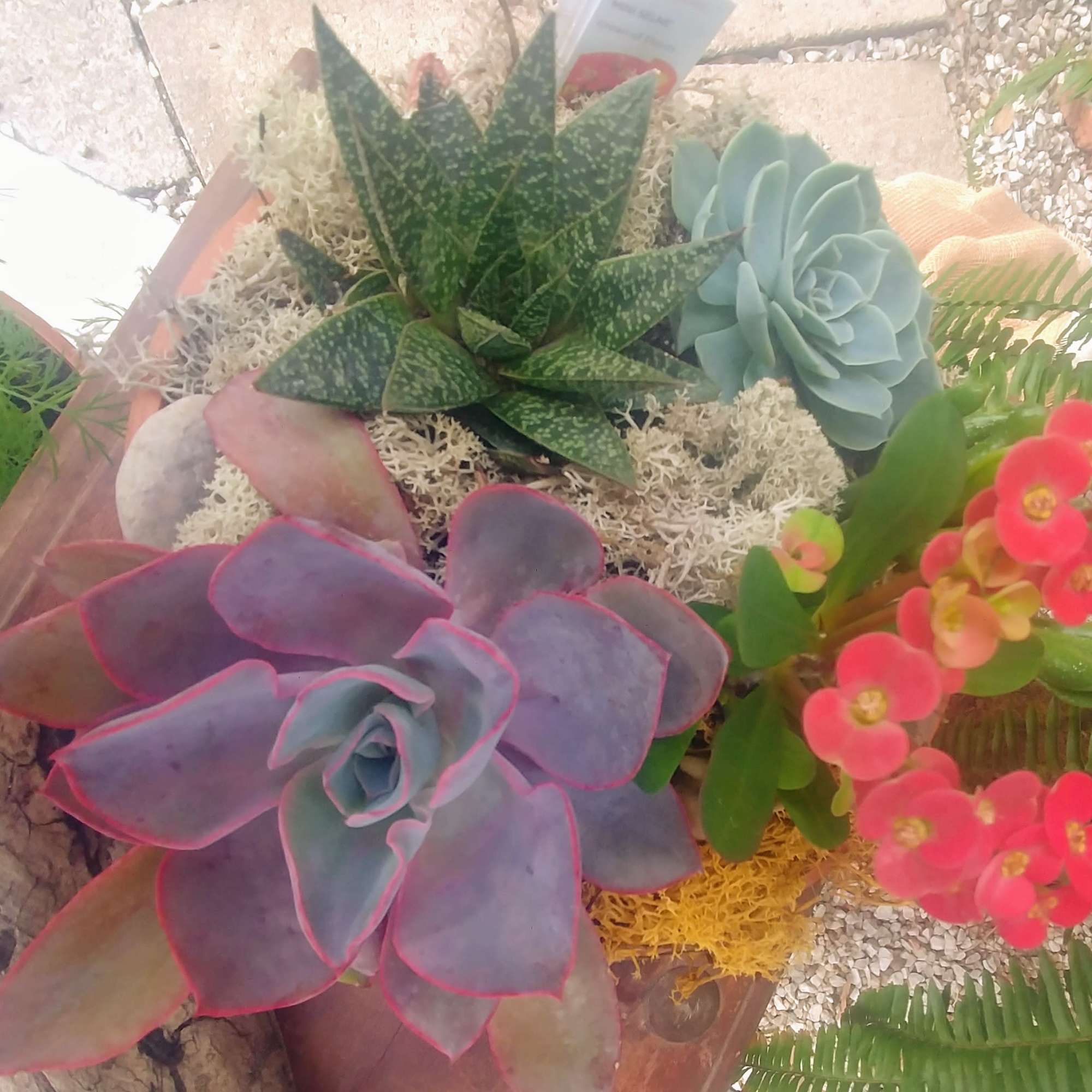 Arrangement of assorted succulents with bright pink flowers