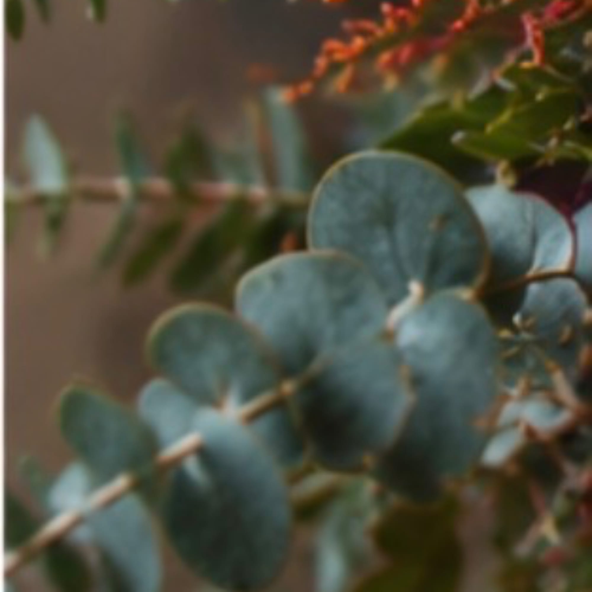 Close-up of blue-green eucalyptus branches with small orange flowers