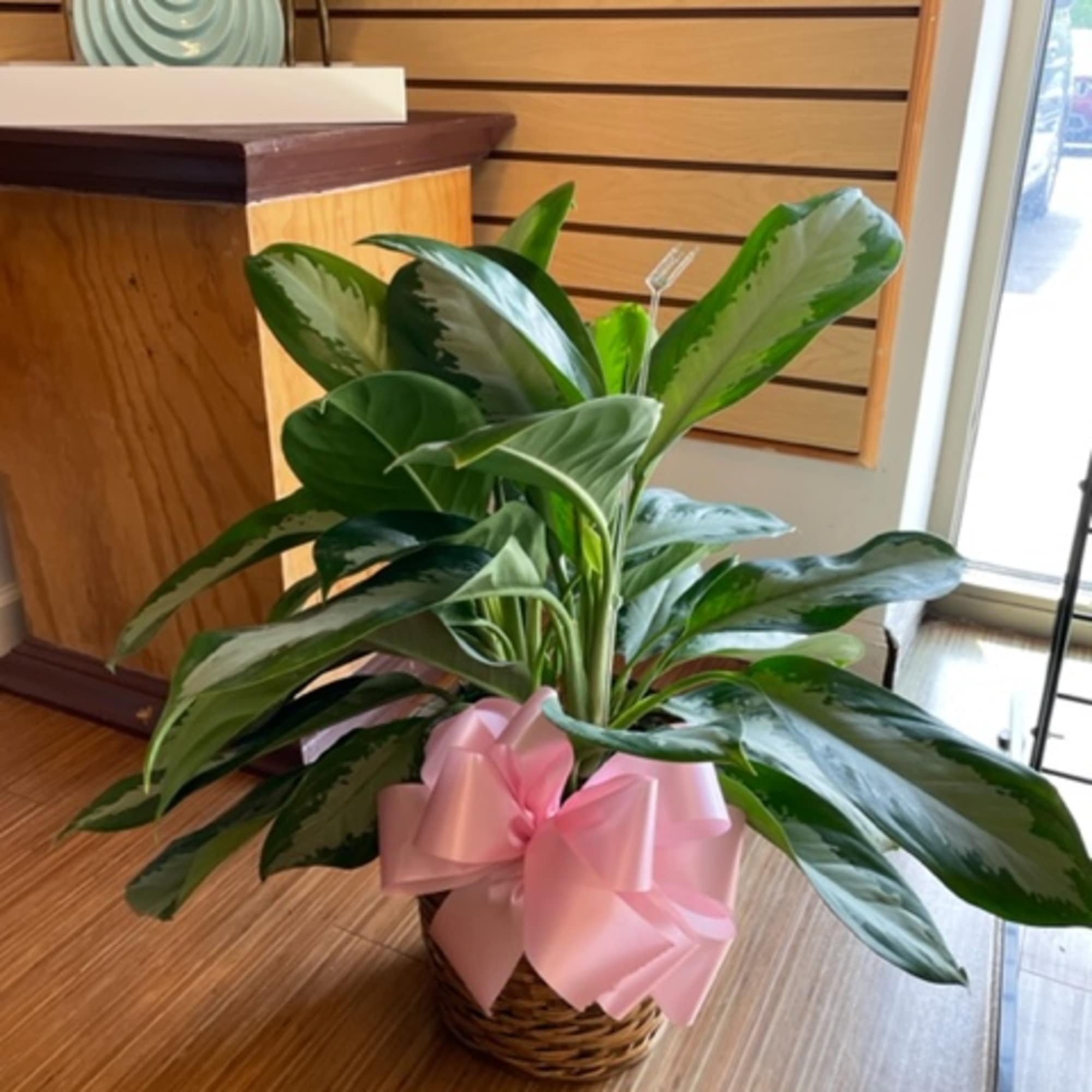 Potted green plant in a wicker basket with a pink ribbon bow