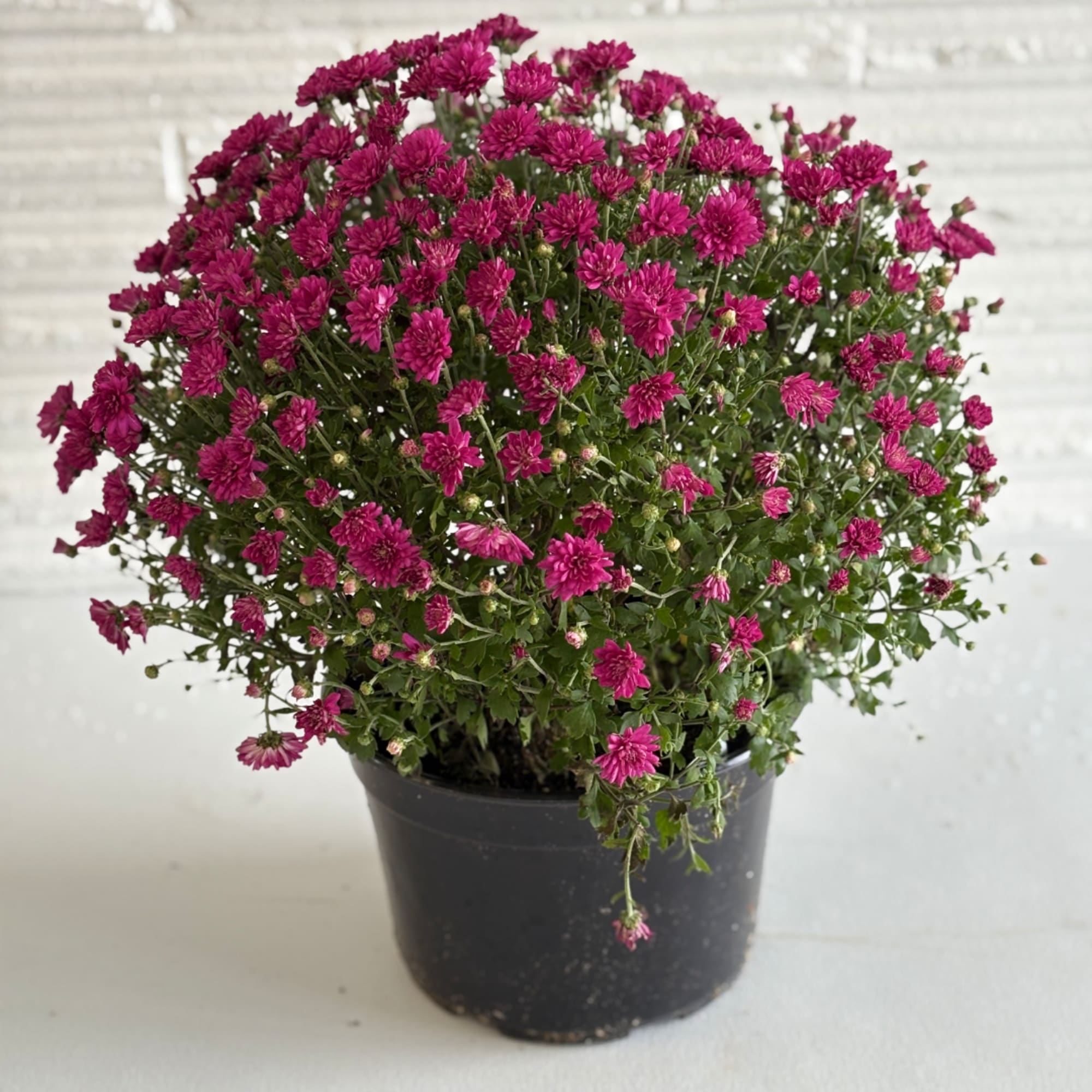Potted plant with dense magenta daisy-like blooms in a black nursery pot
