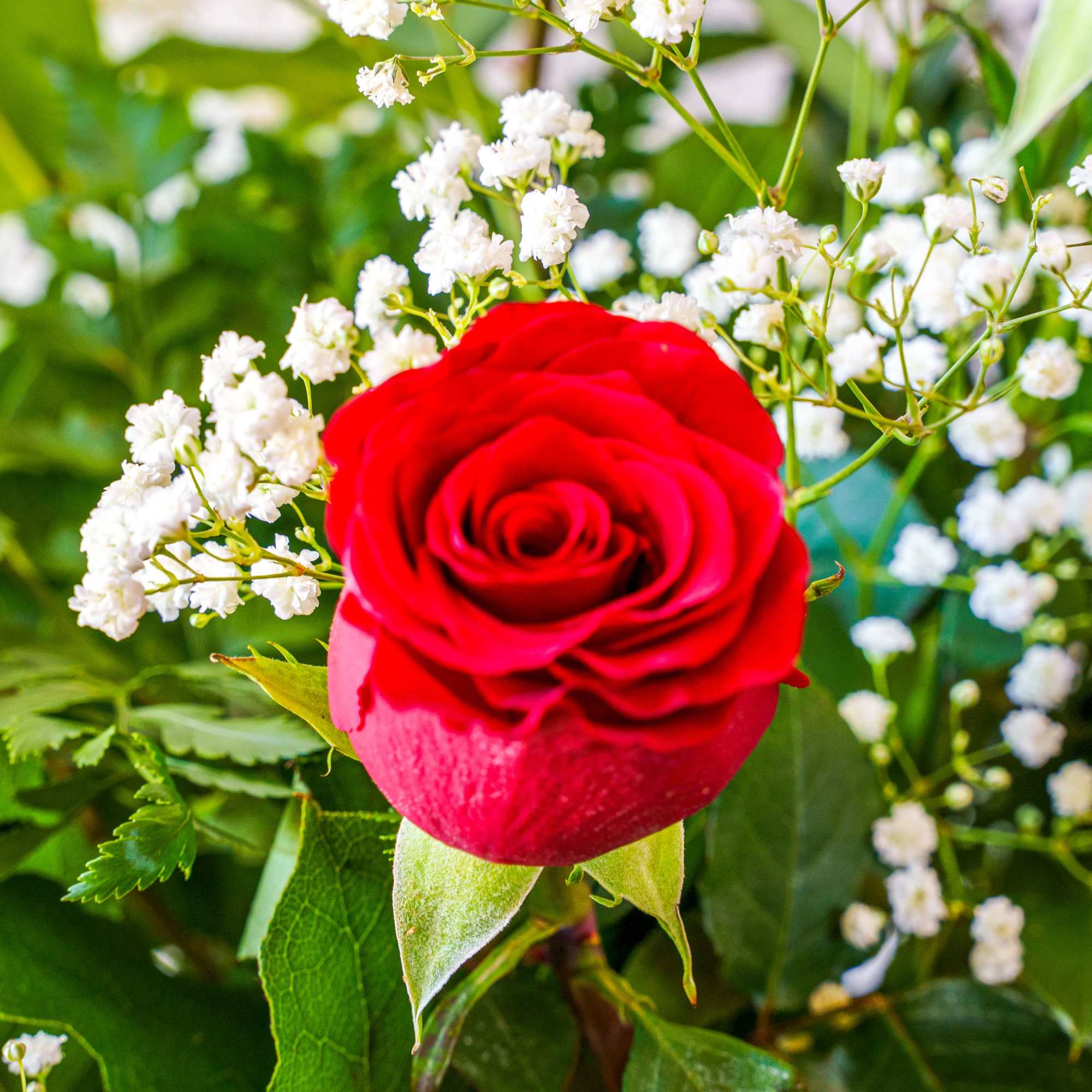 A dozen red roses is truly the most classic way to express, photo 3 of 3