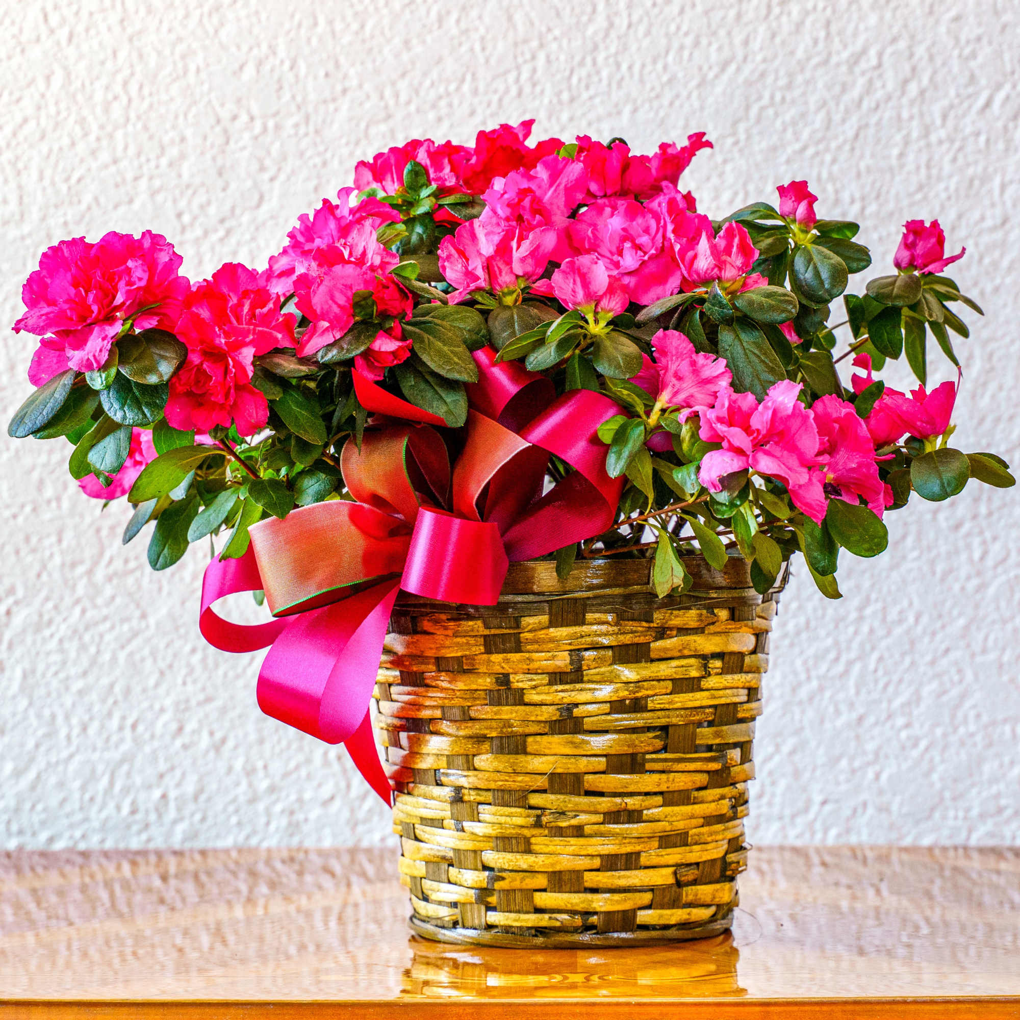 Plant a big smile on their face with a lovely azalea! Bursting