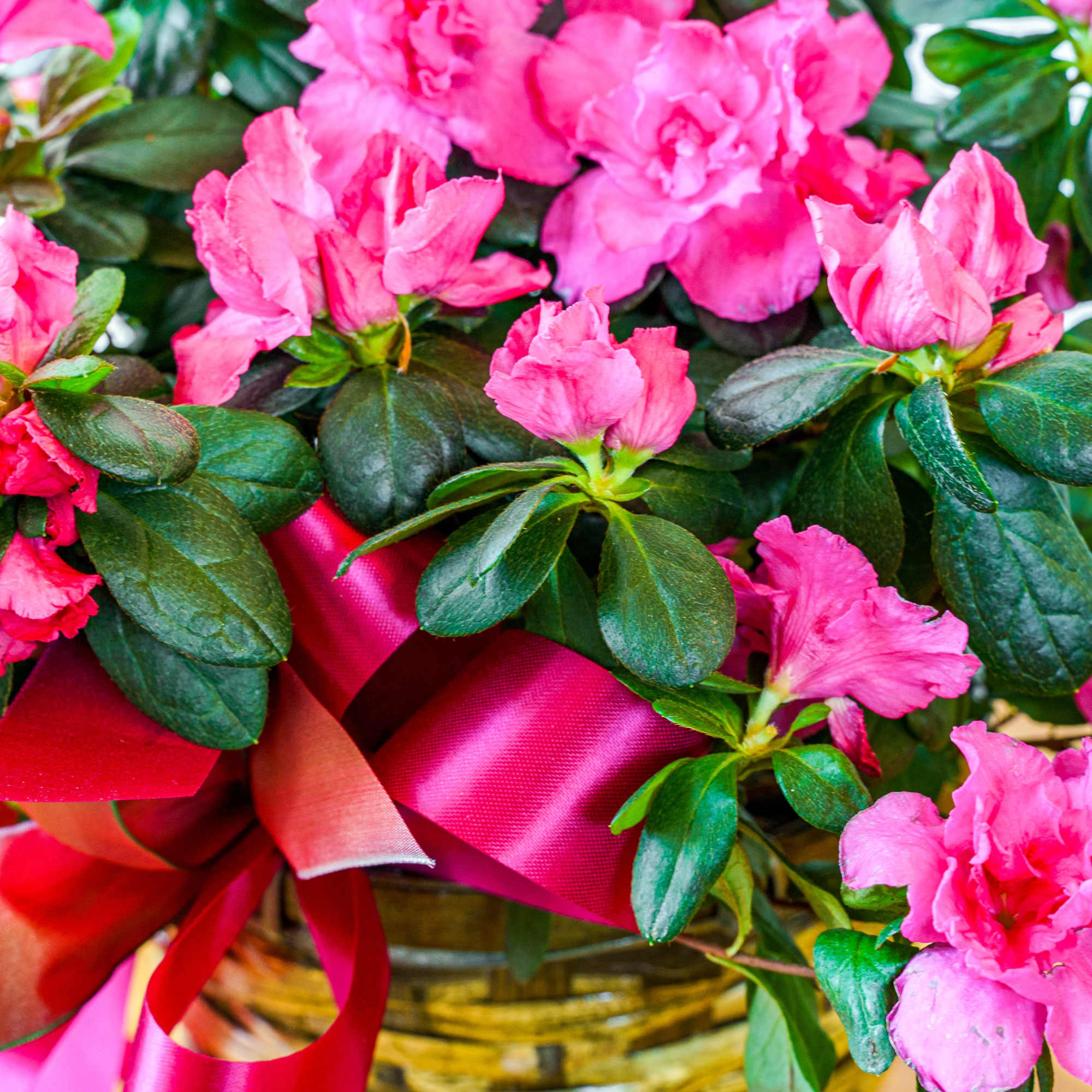 Plant a big smile on their face with a lovely azalea! Bursting, photo 2 of 2